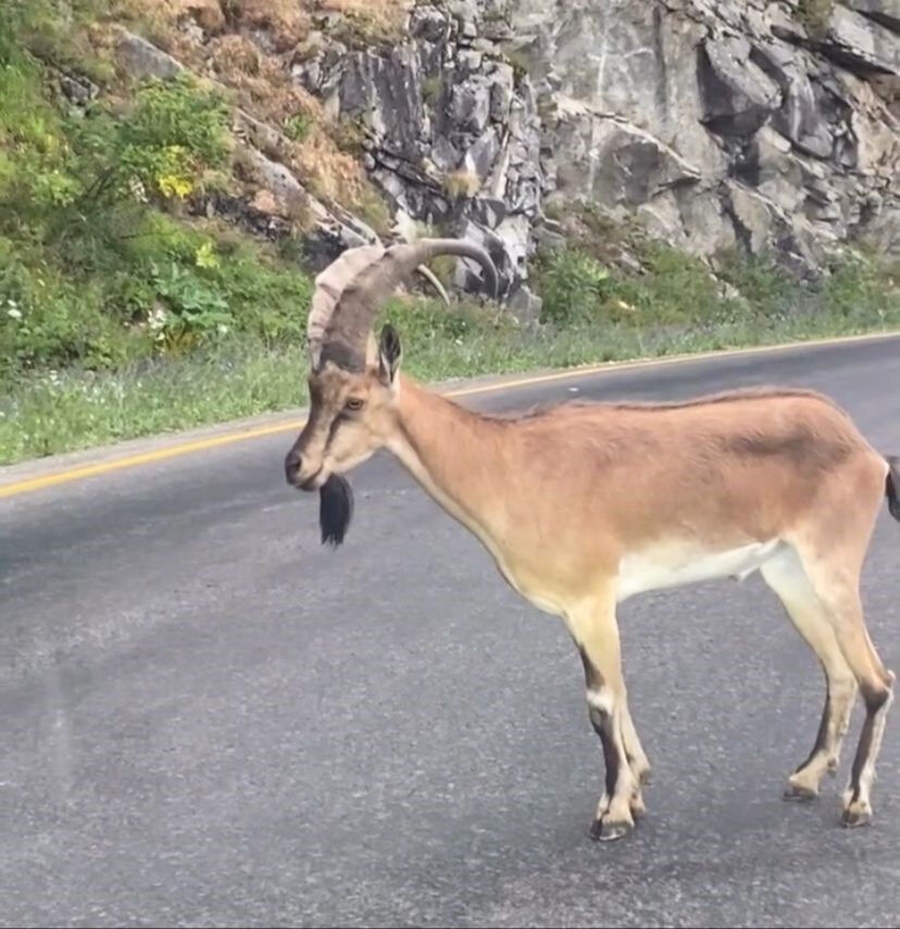 Bu hayvana dikkat! Giresun'da yolu birbirine kattı, şoförler ne yapacağını şaşırdı Bu hayvana dikkat! Giresun'da yolu birbirine kattı, şoförler ne yapacağını şaşırdı - 1. Resim