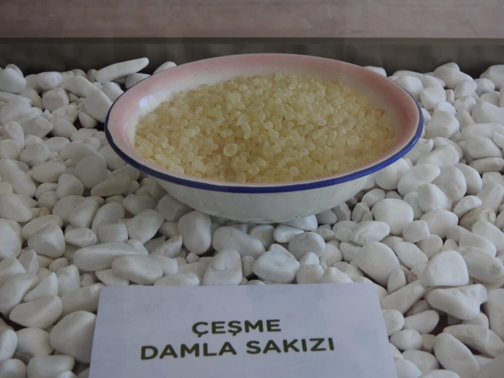 Damla damla toplanıyor, Türkiye'de sadece İzmir'de var! Kilosu 15 bin lira Damla damla toplanıyor, Türkiye'de sadece İzmir'de var! Kilosu 15 bin lira - 1. Resim