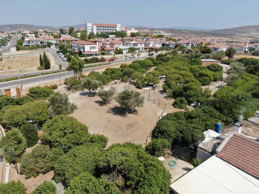 Damla damla toplanıyor, Türkiye'de sadece İzmir'de var! Kilosu 15 bin lira Damla damla toplanıyor, Türkiye'de sadece İzmir'de var! Kilosu 15 bin lira - 3. Resim