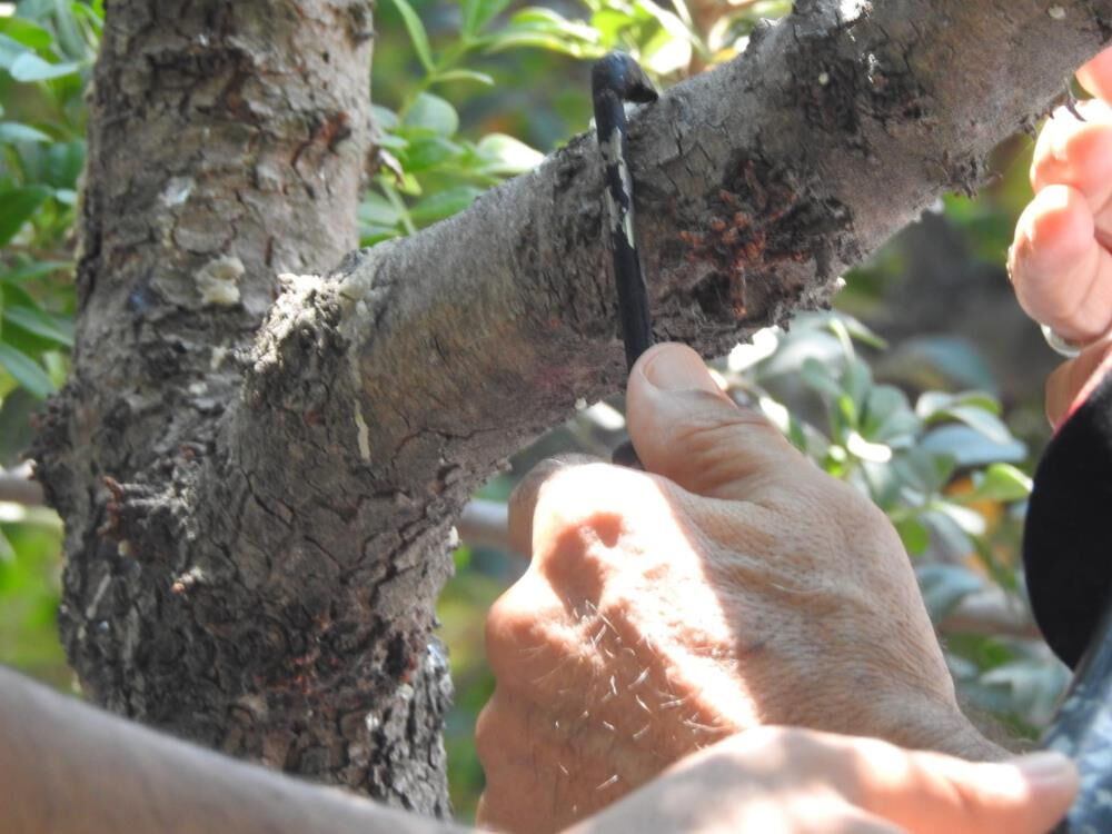 Damla damla toplanıyor, Türkiye'de sadece İzmir'de var! Kilosu 15 bin lira Damla damla toplanıyor, Türkiye'de sadece İzmir'de var! Kilosu 15 bin lira - 5. Resim