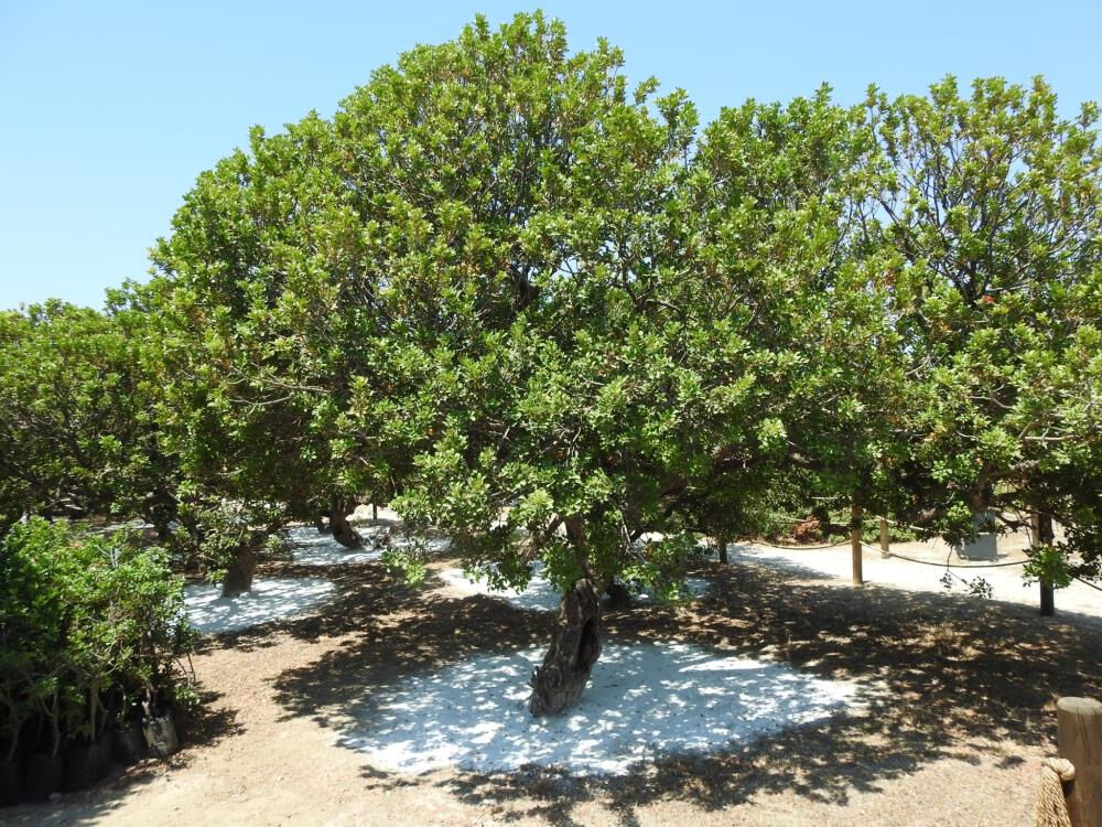 Damla damla toplanıyor, Türkiye'de sadece İzmir'de var! Kilosu 15 bin lira Damla damla toplanıyor, Türkiye'de sadece İzmir'de var! Kilosu 15 bin lira - 2. Resim