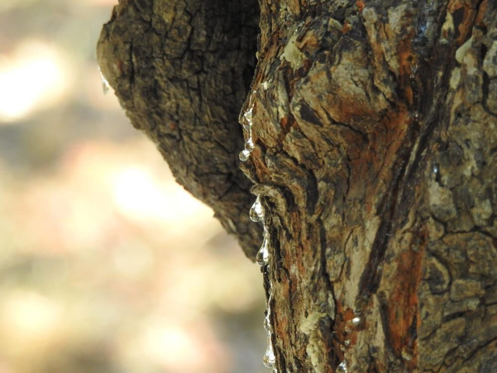 Damla damla toplanıyor, Türkiye'de sadece İzmir'de var! Kilosu 15 bin lira Damla damla toplanıyor, Türkiye'de sadece İzmir'de var! Kilosu 15 bin lira - 4. Resim