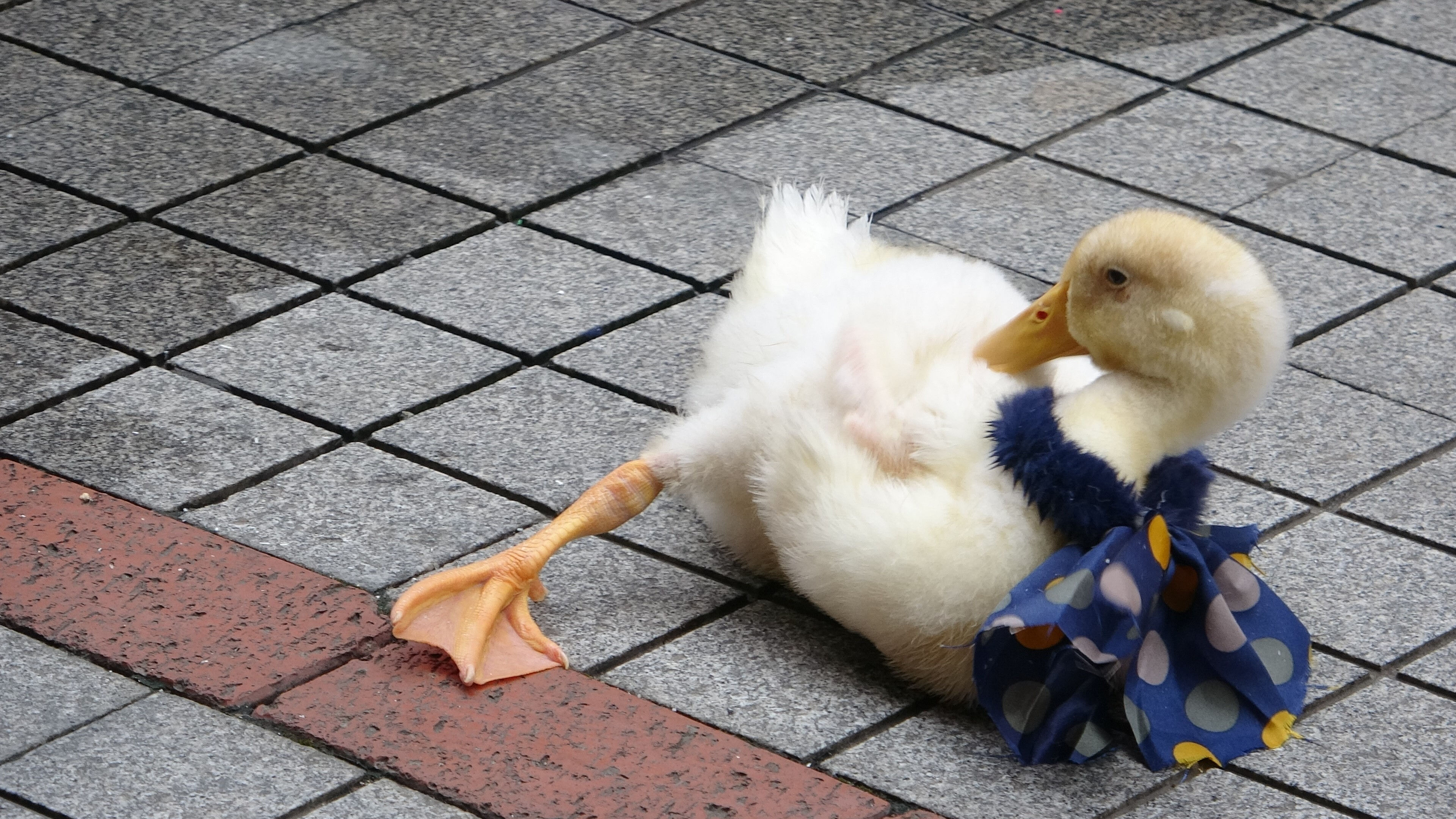 Onu gören bir daha bakıyor, bir kentin maskotu oldu! Önce şaşırıp sonra seviyorlar - 2. Resim