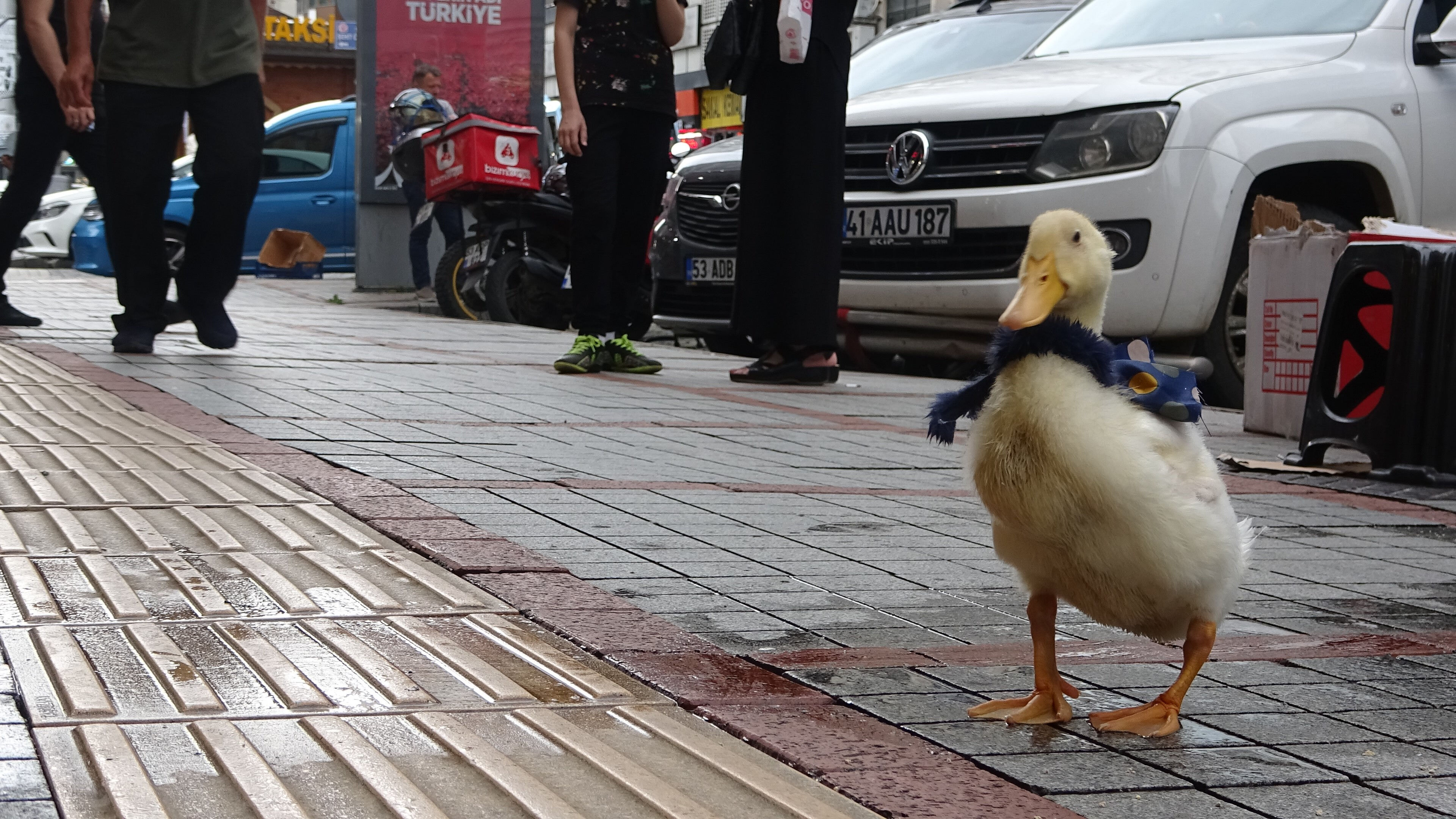 Onu gören bir daha bakıyor, bir kentin maskotu oldu! Önce şaşırıp sonra seviyorlar - 1. Resim
