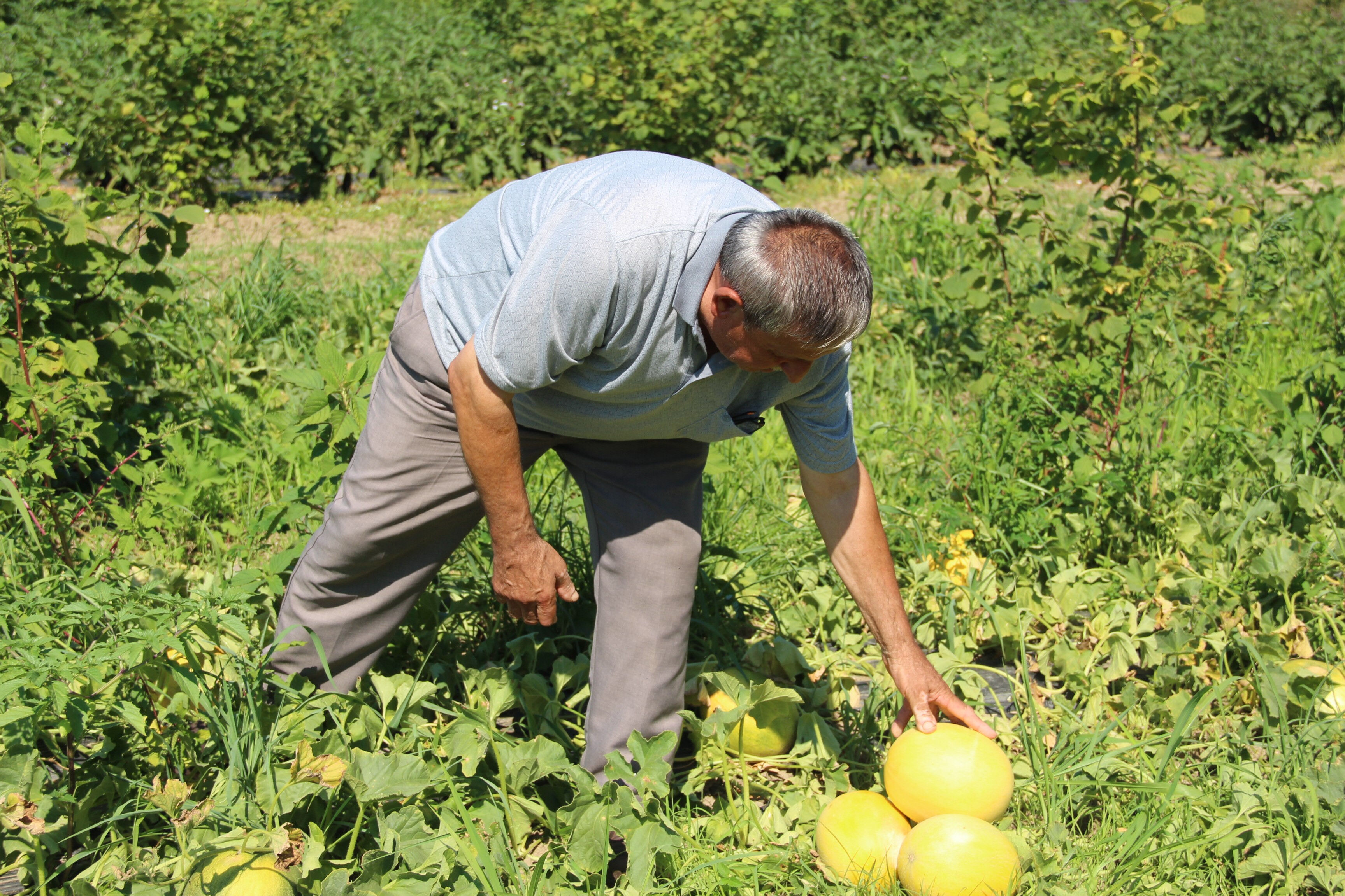 Aromasıyla damak çatlatıyor, baldan tatlı... Tarlada 25, markette 40 TL - 2. Resim