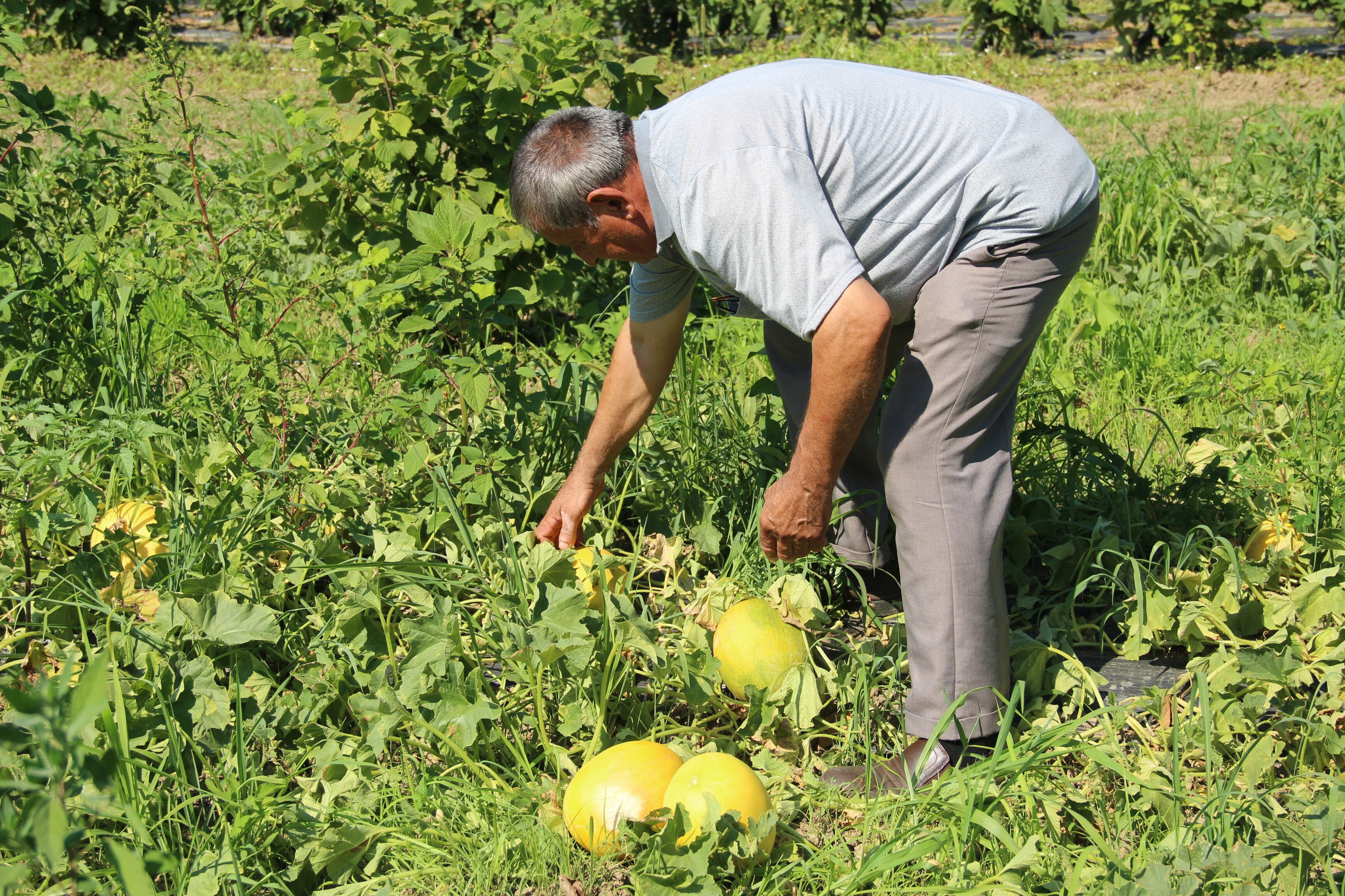 Aromasıyla damak çatlatıyor, baldan tatlı... Tarlada 25, markette 40 TL - 4. Resim