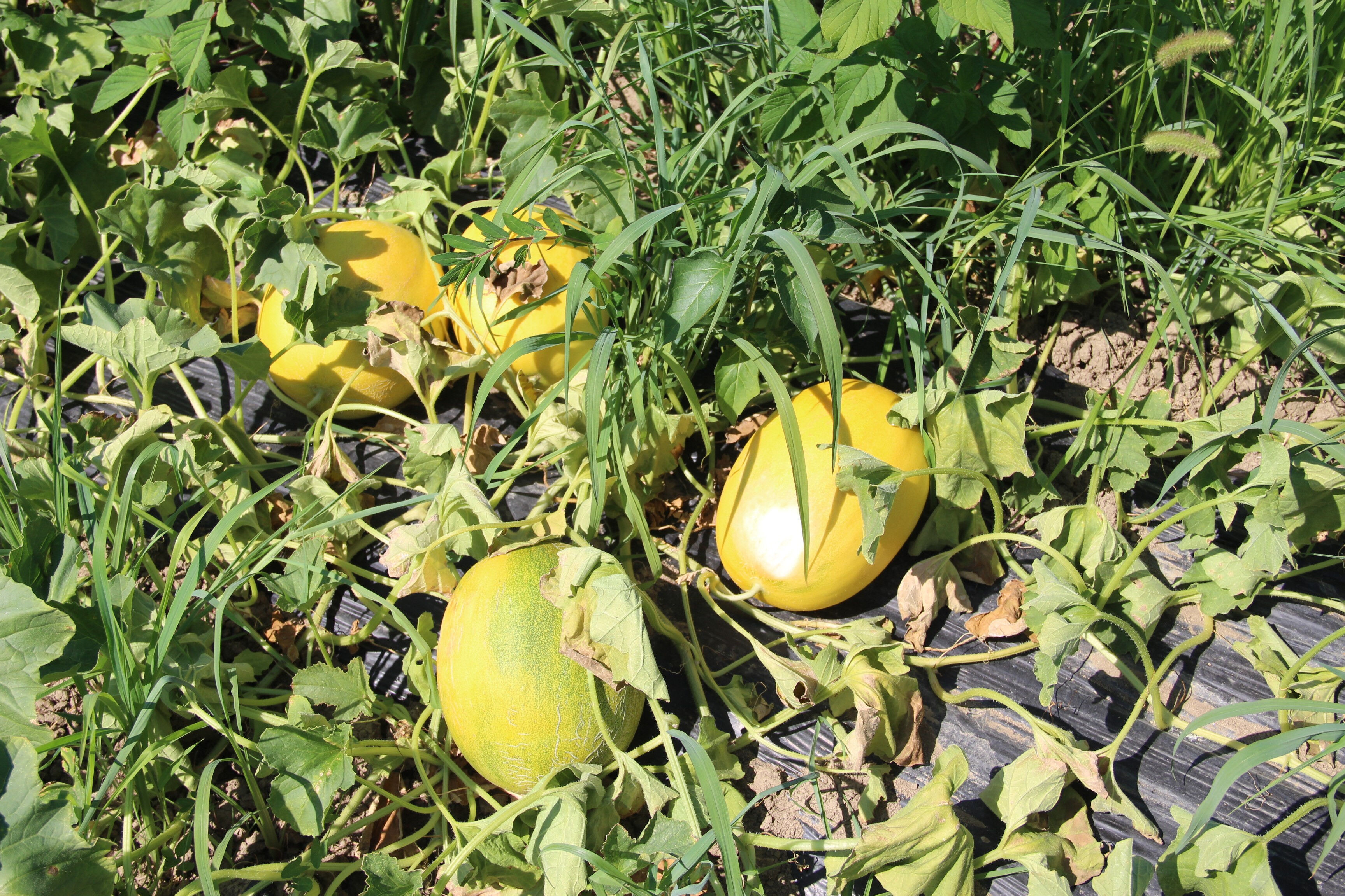 Aromasıyla damak çatlatıyor, baldan tatlı... Tarlada 25, markette 40 TL - 3. Resim