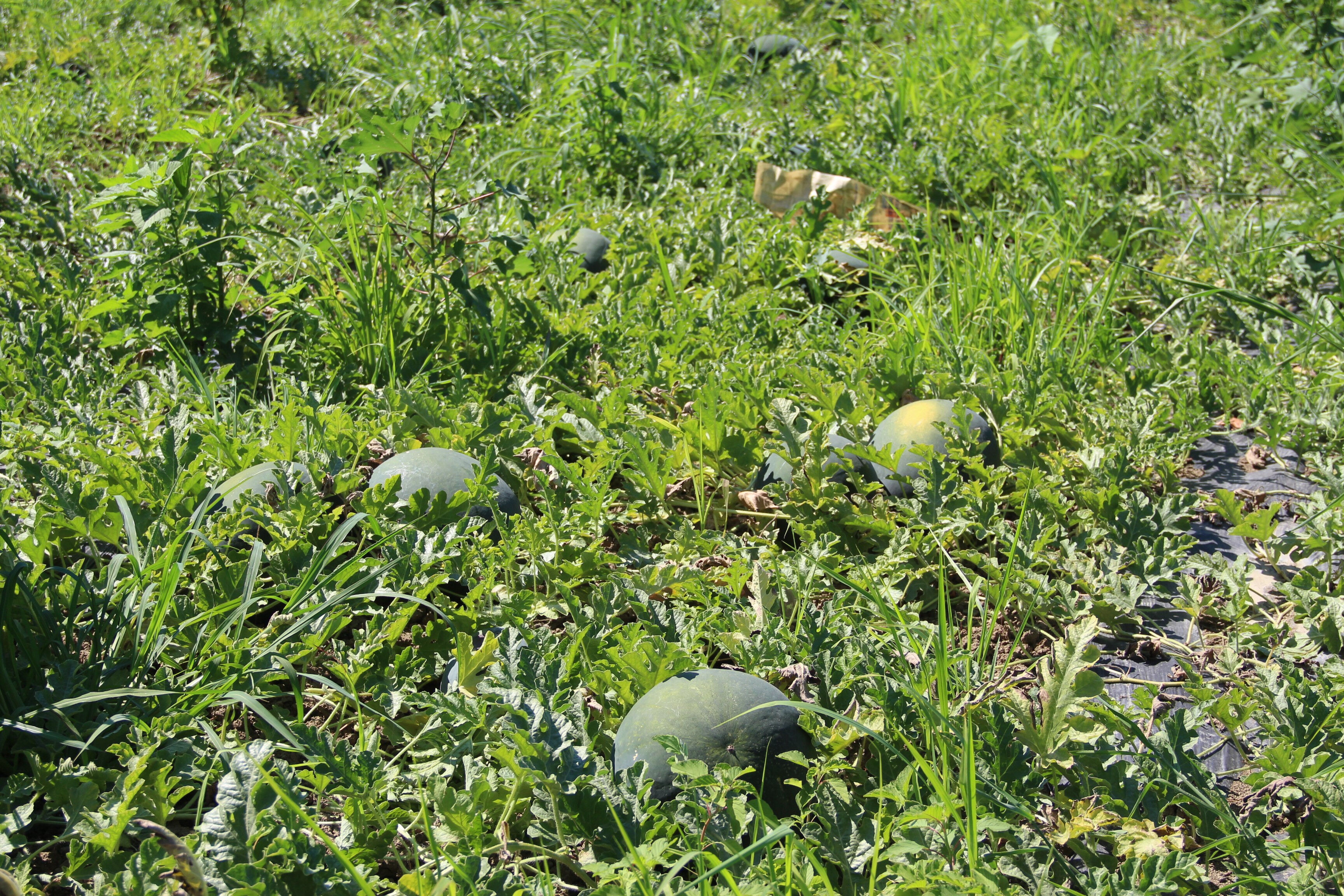 Aromasıyla damak çatlatıyor, baldan tatlı... Tarlada 25, markette 40 TL - 1. Resim