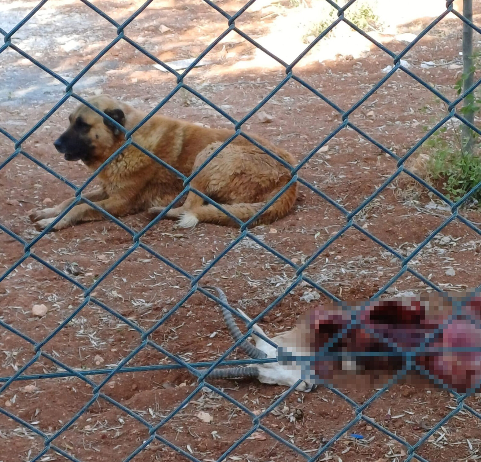 Başıboş köpekler, koruma altındaki ceylanları paramparça etti Başıboş köpekler, koruma altındaki ceylanları paramparça etti - 1. Resim