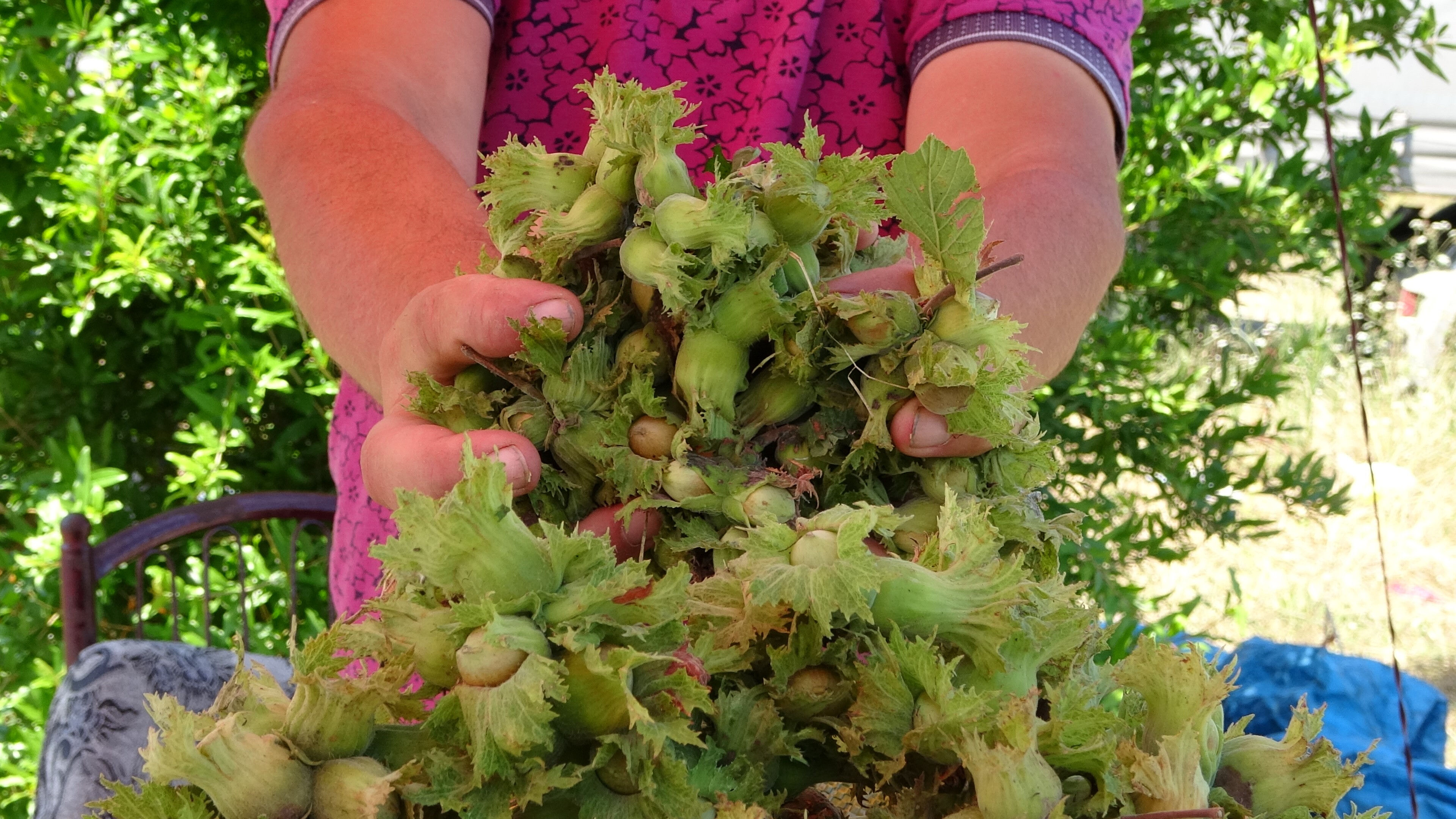 Gurbetçiler ve turistlerden yoğun ilgi! Hasat öncesi yaş olarak satılıyor, kilosu 200 lira Gurbetçiler ve turistlerden yoğun ilgi! Hasat öncesi yaş olarak satılıyor, kilosu 200 lira - 3. Resim
