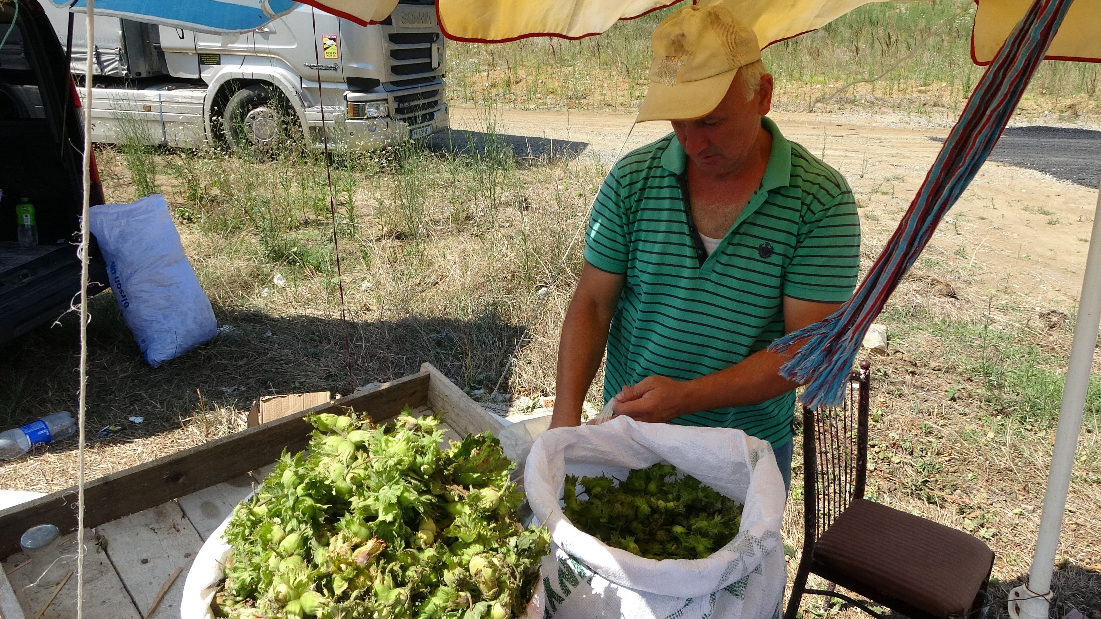 Gurbetçiler ve turistlerden yoğun ilgi! Hasat öncesi yaş olarak satılıyor, kilosu 200 lira Gurbetçiler ve turistlerden yoğun ilgi! Hasat öncesi yaş olarak satılıyor, kilosu 200 lira - 1. Resim