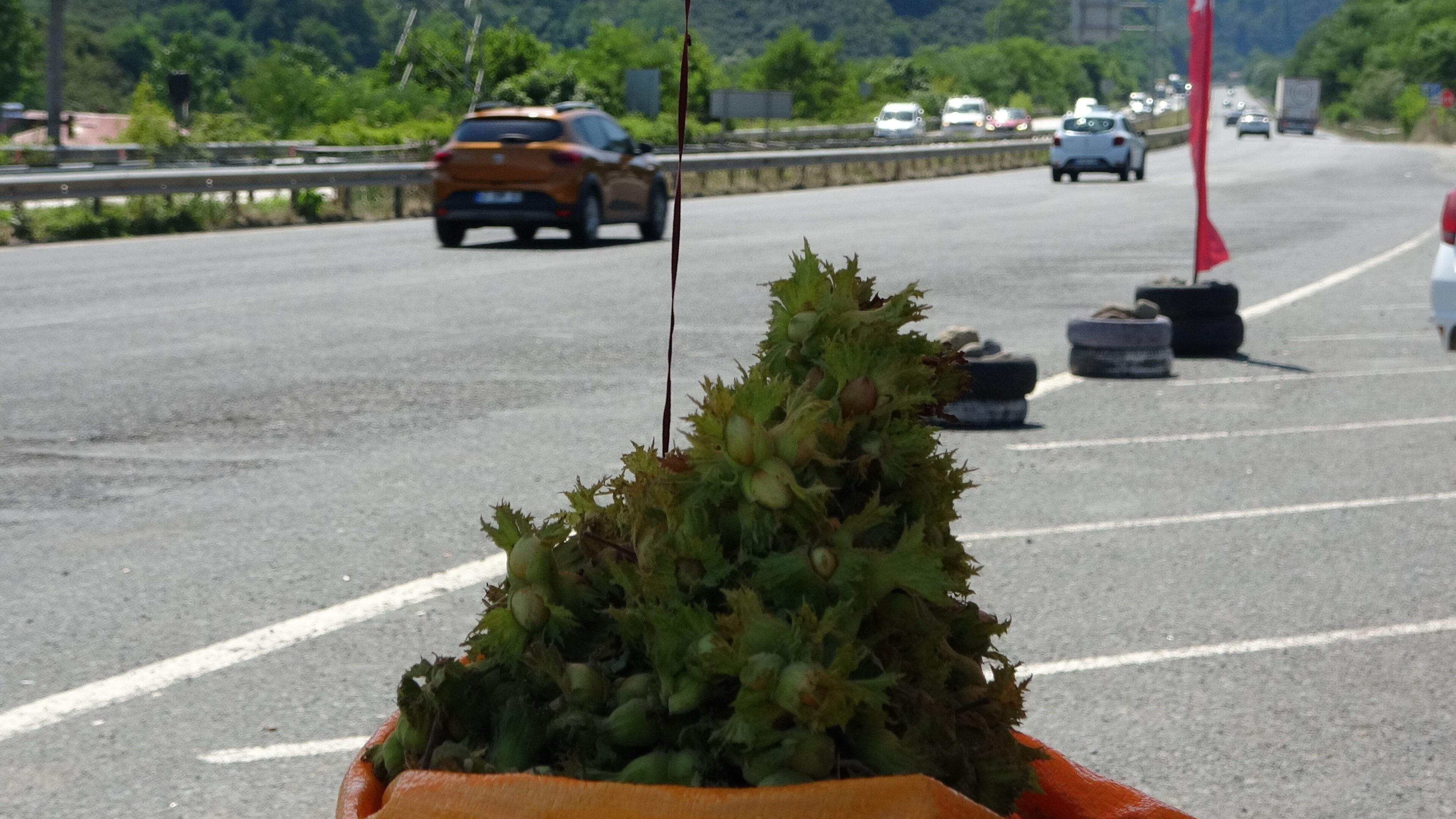 Gurbetçiler ve turistlerden yoğun ilgi! Hasat öncesi yaş olarak satılıyor, kilosu 200 lira Gurbetçiler ve turistlerden yoğun ilgi! Hasat öncesi yaş olarak satılıyor, kilosu 200 lira - 4. Resim