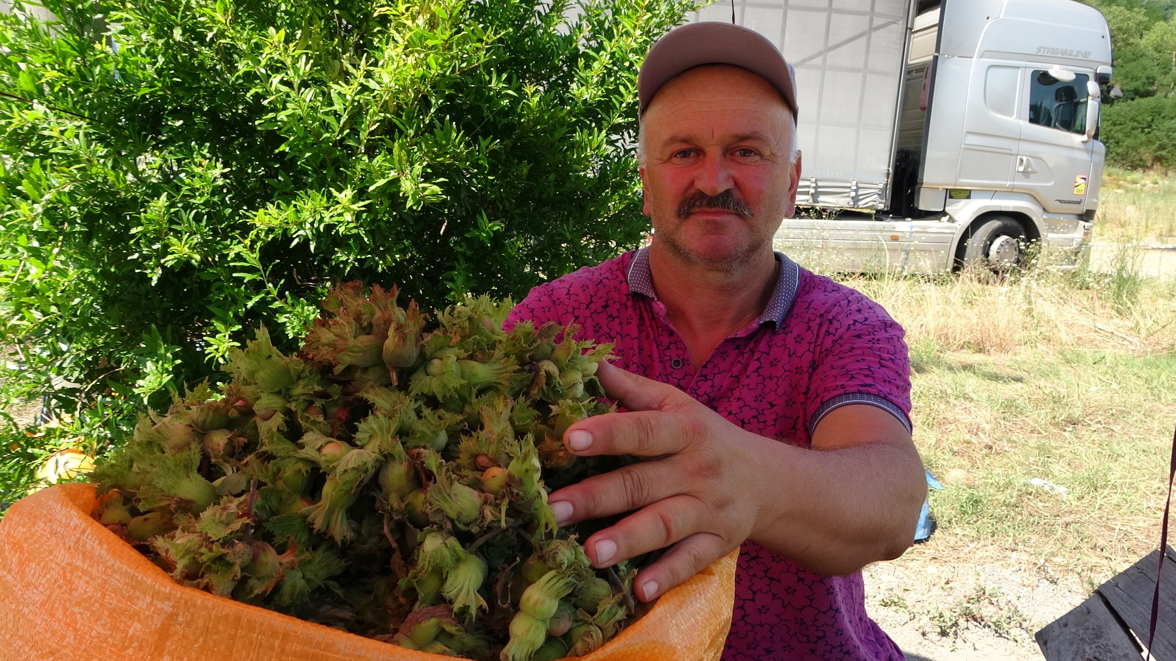 Gurbetçiler ve turistlerden yoğun ilgi! Hasat öncesi yaş olarak satılıyor, kilosu 200 lira Gurbetçiler ve turistlerden yoğun ilgi! Hasat öncesi yaş olarak satılıyor, kilosu 200 lira - 2. Resim