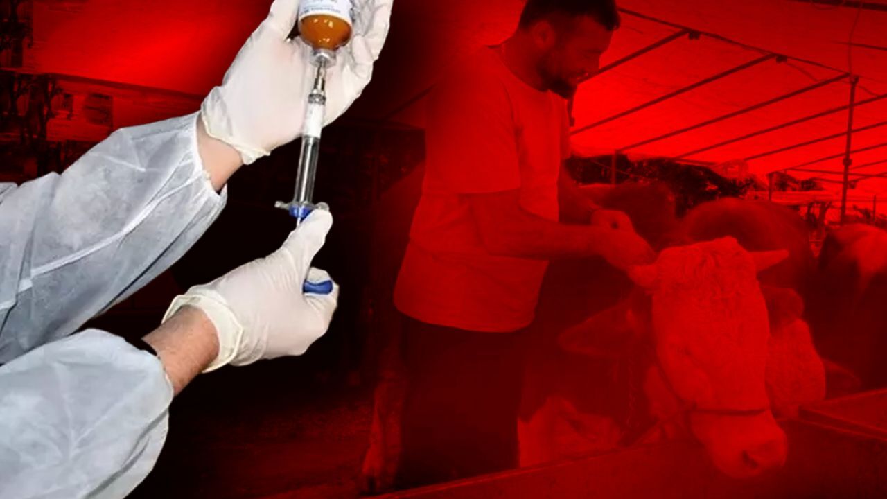 Hayvan pazarı ne zaman açılacak?