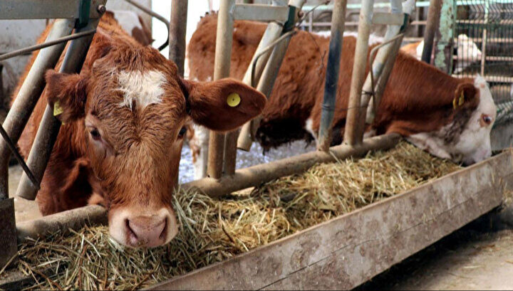 Hayvan pazarı ne zaman açılacak? Hayvan pazarı ne zaman açılacak? - 1. Resim