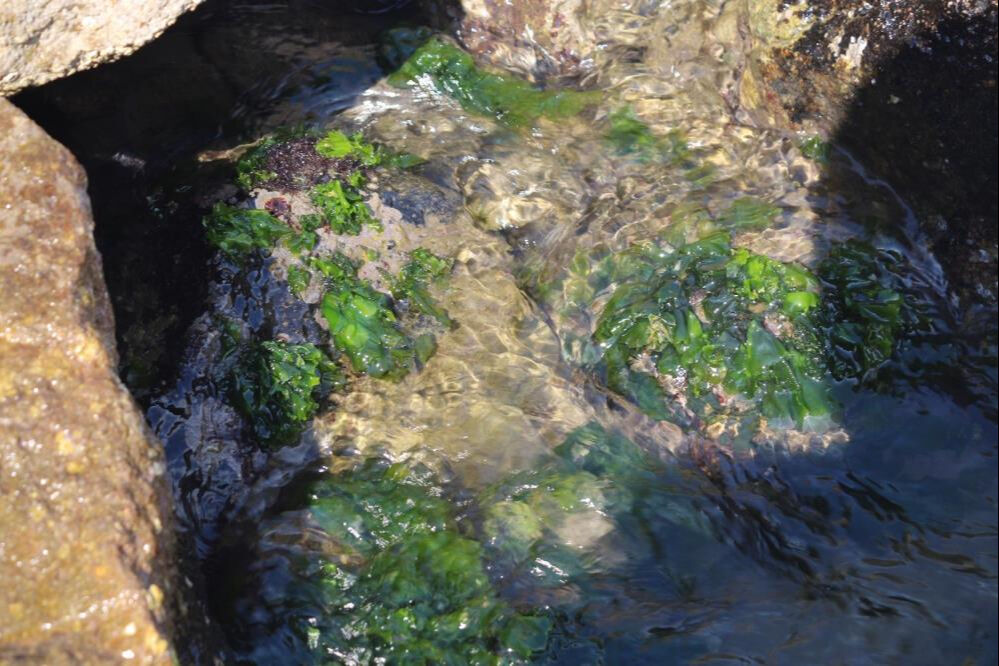 Japonlar bile peşine düştü! Sağlık açısından faydası saymakla bitmiyor - 3. Resim