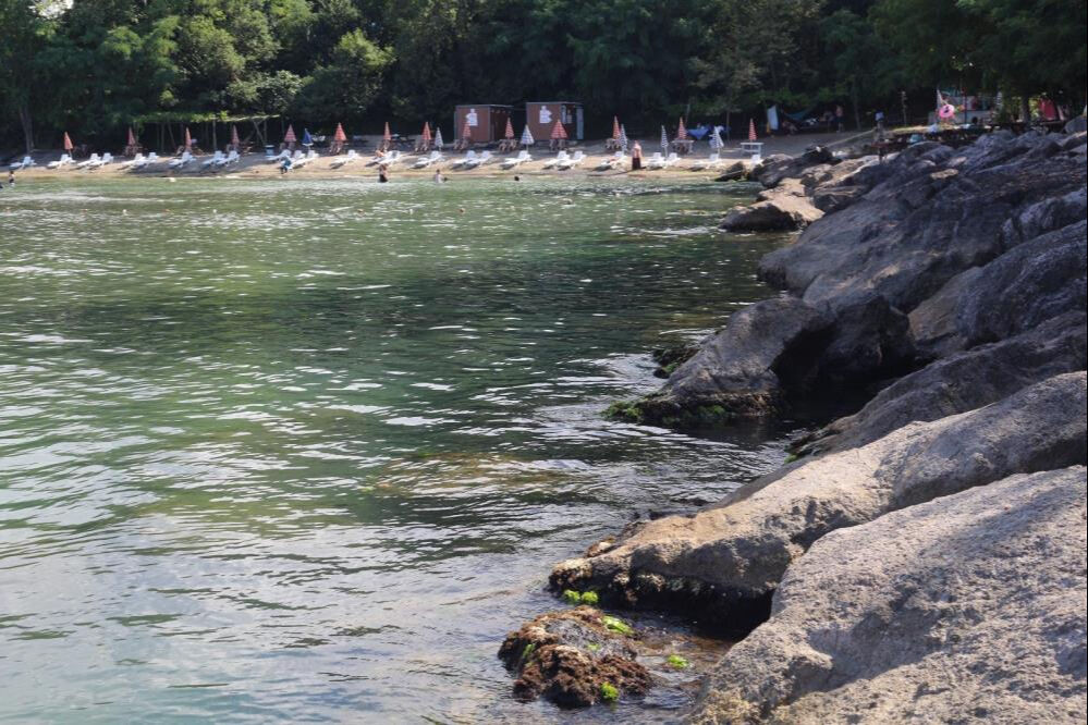 Japonlar bile peşine düştü! Sağlık açısından faydası saymakla bitmiyor - 2. Resim