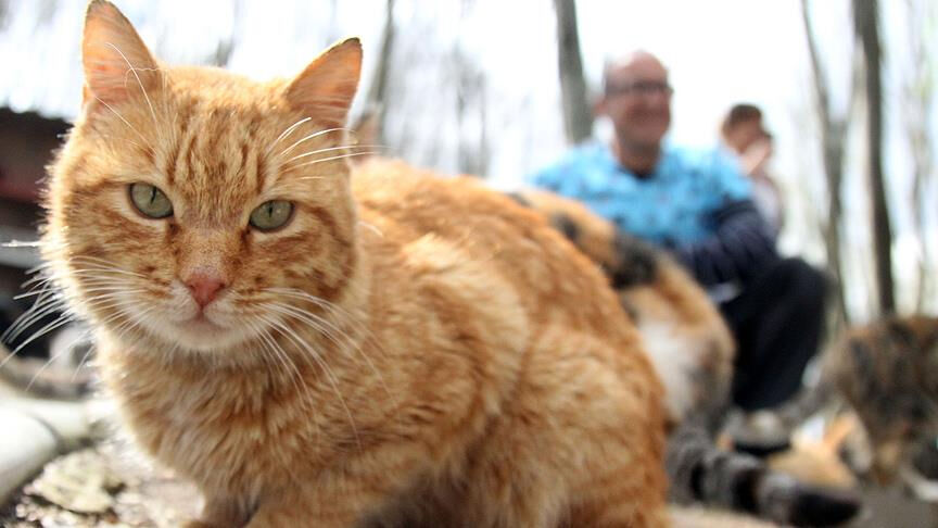 Kedi sevgisi sonu oldu! Akciğerine kaçan tüy nedeniyle hayatını kaybetti Kedi sevgisi sonu oldu! Akciğerine kaçan tüy nedeniyle hayatını kaybetti - 1. Resim