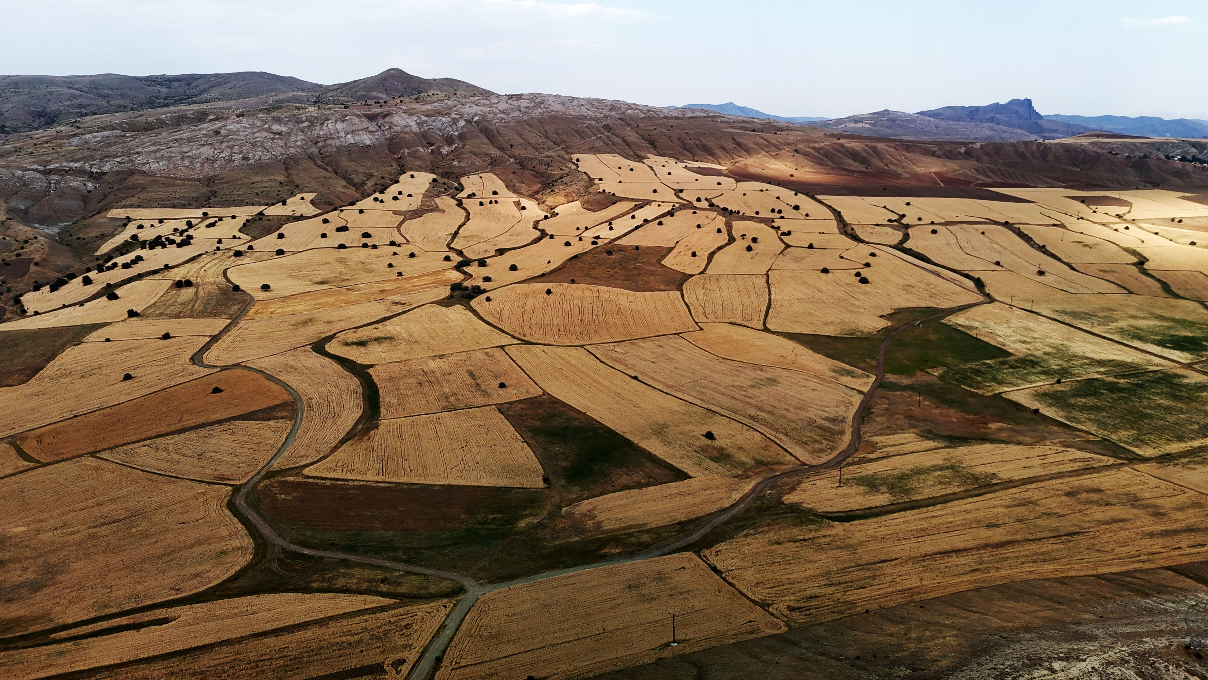 2,5 milyon dekar alana ekildi! Toplamda 1 milyon 200 bin ton ürün hasat edilecek 2,5 milyon dekar alana ekildi! Toplamda 1 milyon 200 bin ton ürün hasat edilecek - 3. Resim