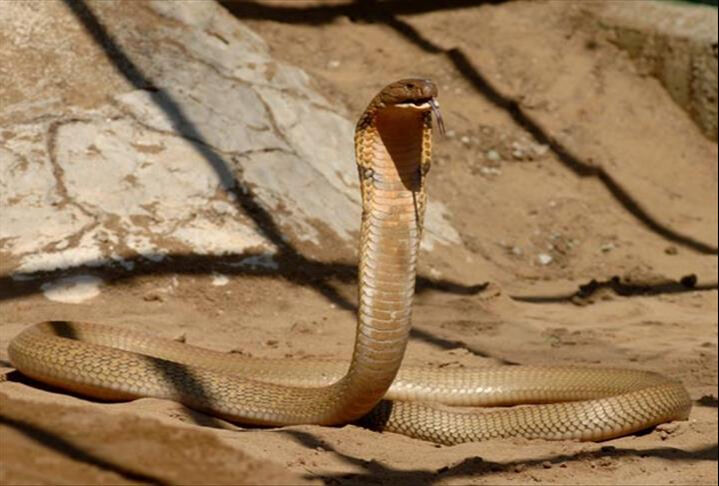 Akıllara durgunluk veren olay! 2 yaşındaki bebek yılanı ısırarak öldürdü Akıllara durgunluk veren olay! 2 yaşındaki bebek yılanı ısırarak öldürdü - 1. Resim
