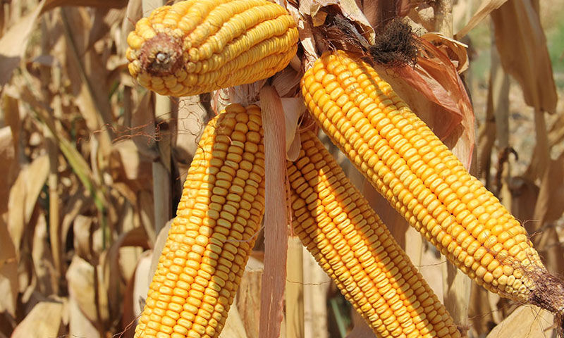 Çiftçiler kuraklığa rağmen umutlu! Ürün kalitesi harika, rekolte beklentisi 700 kilo - 1. Resim