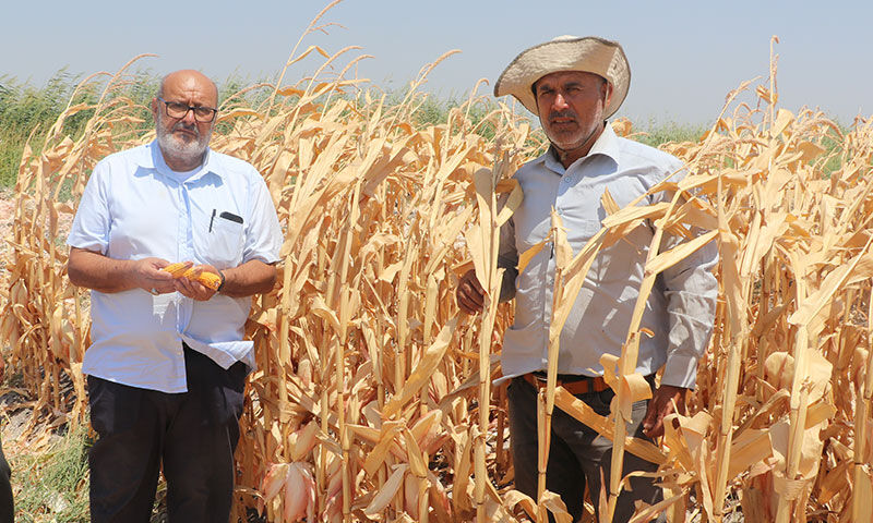 Çiftçiler kuraklığa rağmen umutlu! Ürün kalitesi harika, rekolte beklentisi 700 kilo - 2. Resim