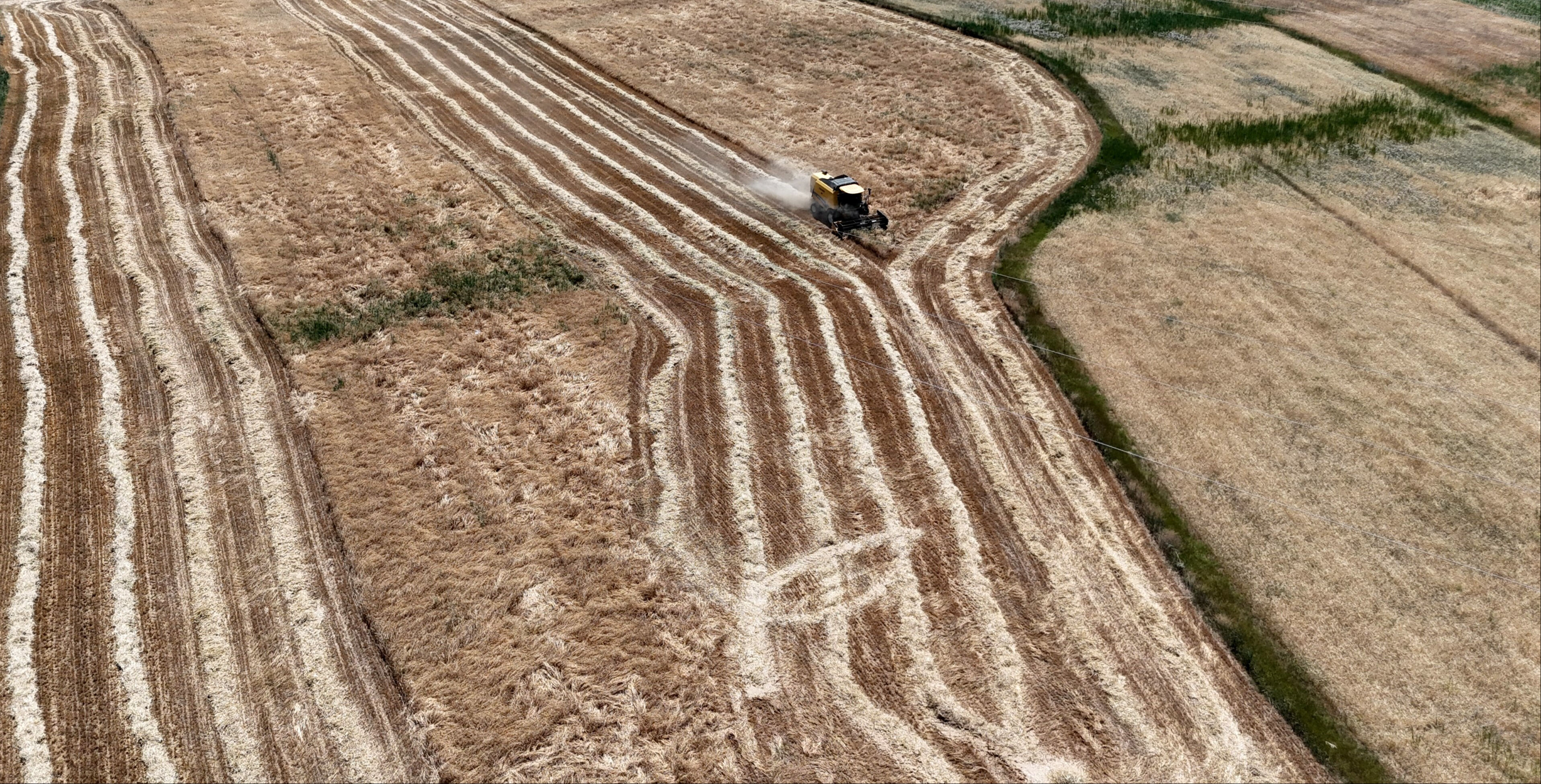 Hasat başladı, beklenti yüksek! Bu kentte çiftçinin yüzü gülüyor Hasat başladı, beklenti yüksek! Bu kentte çiftçinin yüzü gülüyor - 1. Resim