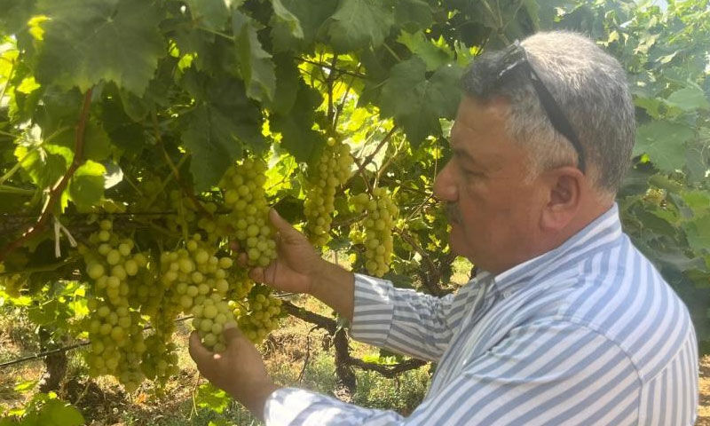 Her yer kururken orası bereketlendi! Kilosu 60 TL’den satılıyor… Avrupalılar ve Araplar almak için yarışıyor Her yer kururken orası bereketlendi! Kilosu 60 TL’den satılıyor… Avrupalılar Araplar almak için yarışıyor - 4. Resim