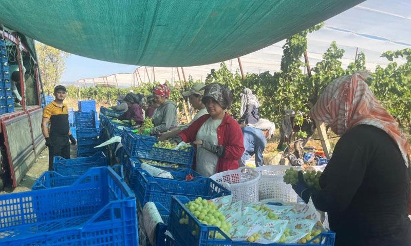 Her yer kururken orası bereketlendi! Kilosu 60 TL’den satılıyor… Avrupalılar ve Araplar almak için yarışıyor Her yer kururken orası bereketlendi! Kilosu 60 TL’den satılıyor… Avrupalılar Araplar almak için yarışıyor - 3. Resim