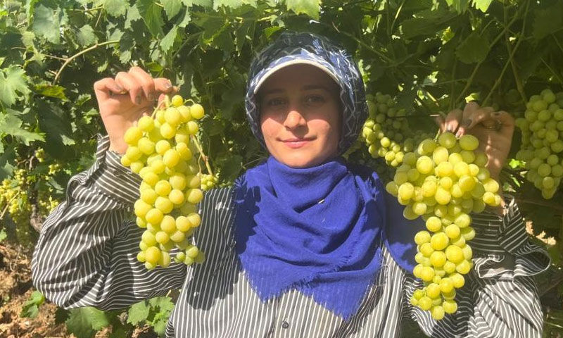 Her yer kururken orası bereketlendi! Kilosu 60 TL’den satılıyor… Avrupalılar ve Araplar almak için yarışıyor Her yer kururken orası bereketlendi! Kilosu 60 TL’den satılıyor… Avrupalılar Araplar almak için yarışıyor - 1. Resim