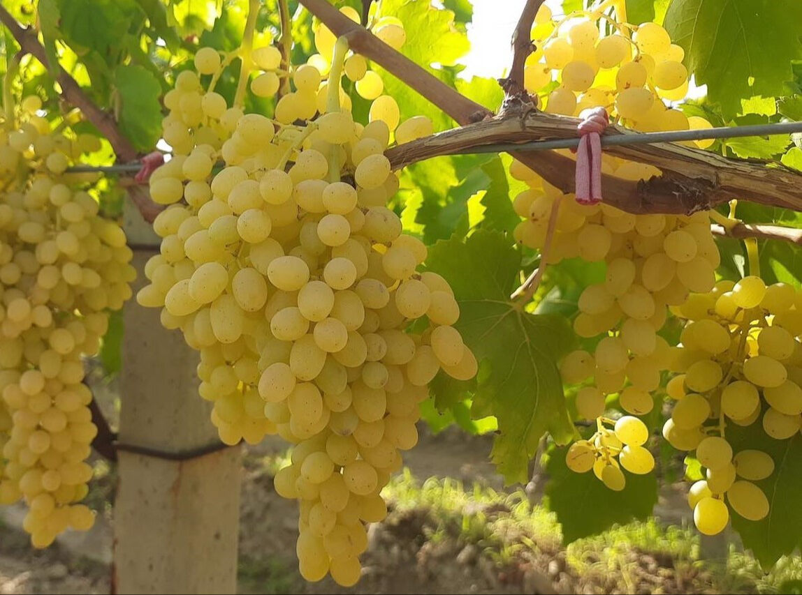 Tarlada 50 TL! Hasat sonrası pazarlarda yerini almaya başladı - 3. Resim