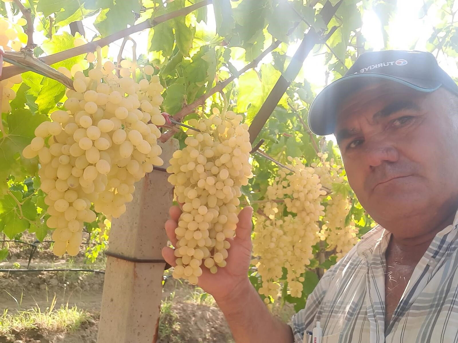 Tarlada 50 TL! Hasat sonrası pazarlarda yerini almaya başladı - 1. Resim