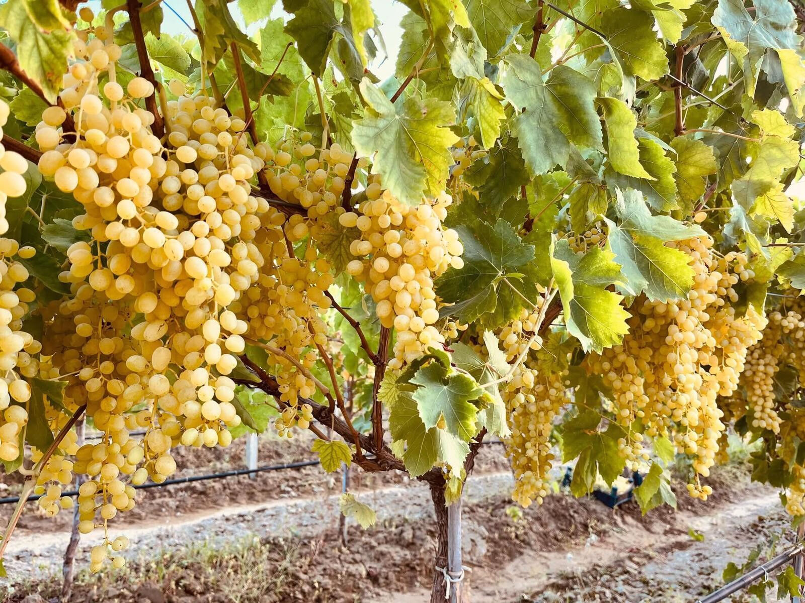 Tarlada 50 TL! Hasat sonrası pazarlarda yerini almaya başladı - 2. Resim