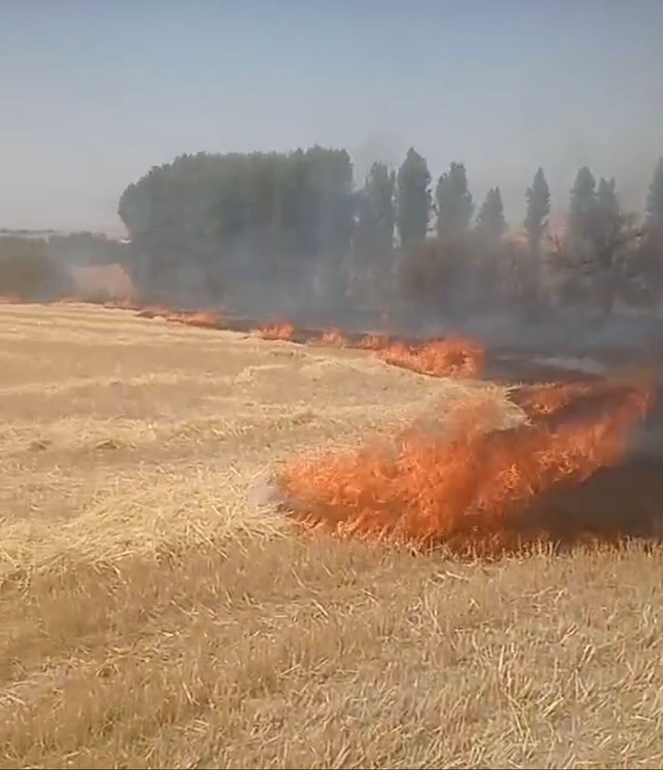 Tam söndürüldü derken, alevler Başkent'te yükseldi! Ankara'da çıkan anız yangını çevreye sıçradı Yangınlar tam söndürüldü derken, alevler Başkent'te yükseldi! Ankara'da çıkan anız yangını çevreye sıçradı - 1. Resim