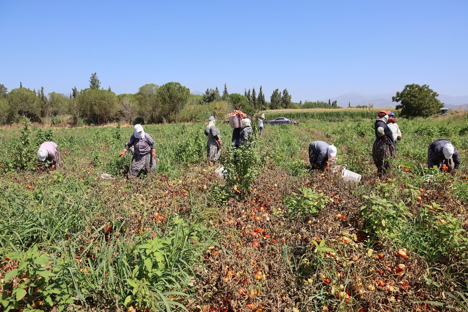 45 derece sıcağın altında günde 500 TL kazanıyorlar! Bu yaz verim alt üst oldu, fiyat 10 TL'den 7 TL'ye çekildi... - 3. Resim