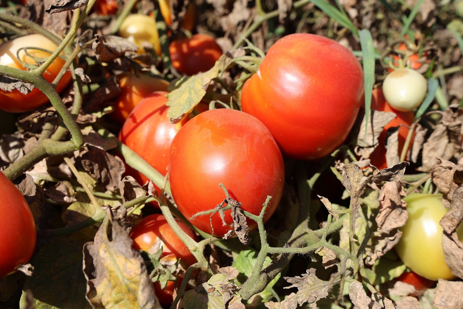 45 derece sıcağın altında günde 500 TL kazanıyorlar! Bu yaz verim alt üst oldu, fiyat 10 TL'den 7 TL'ye çekildi... - 2. Resim