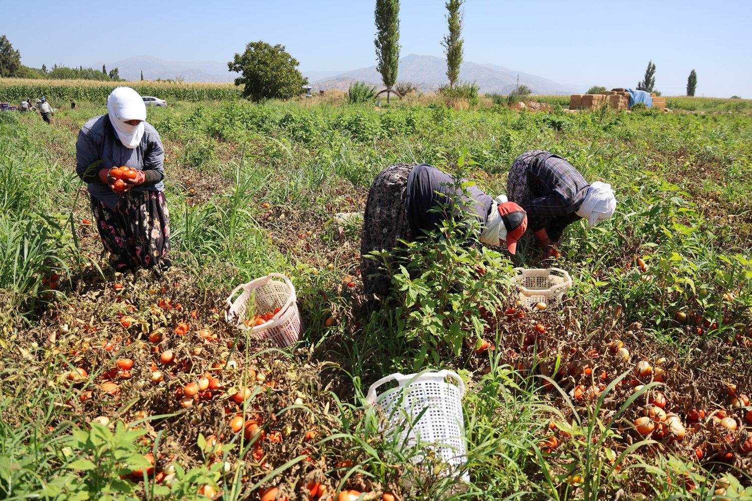 45 derece sıcağın altında günde 500 TL kazanıyorlar! Bu yaz verim alt üst oldu, fiyat 10 TL'den 7 TL'ye çekildi... - 1. Resim