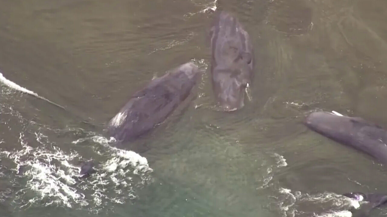 Balinalar kıyıya vurdu, ülke alarmda! Deprem sonrası şoke eden görüntüler Balinalar kıyıya vurdu, ülke alarmda! Deprem sonrası şoke eden görüntüler - 2. Resim