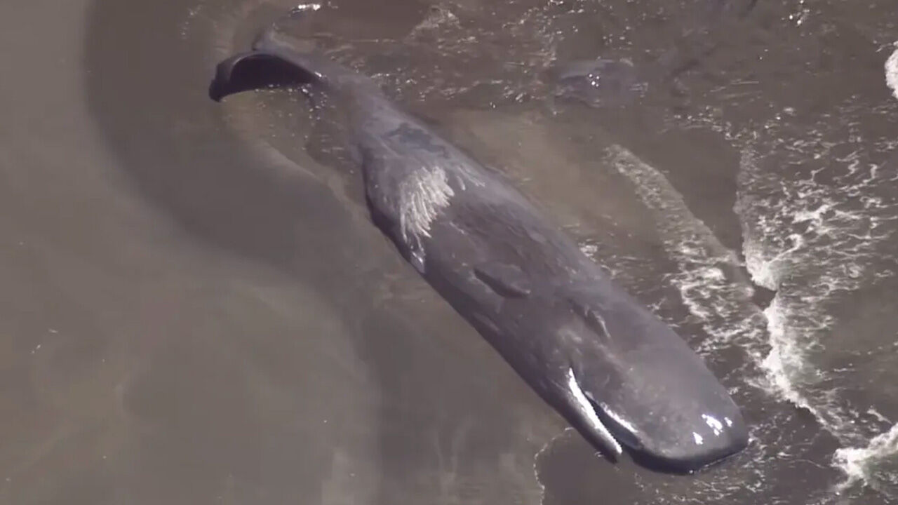 Balinalar kıyıya vurdu, ülke alarmda! Deprem sonrası şoke eden görüntüler Balinalar kıyıya vurdu, ülke alarmda! Deprem sonrası şoke eden görüntüler - 3. Resim