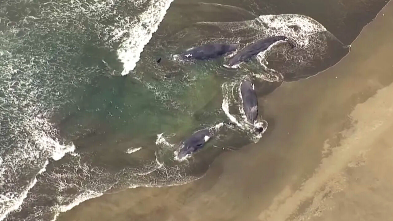 Balinalar kıyıya vurdu, ülke alarmda! Deprem sonrası şoke eden görüntüler Balinalar kıyıya vurdu, ülke alarmda! Deprem sonrası şoke eden görüntüler - 1. Resim