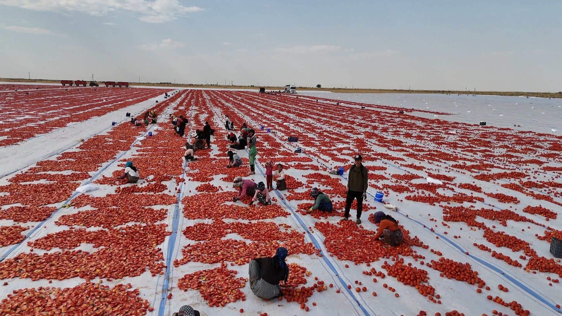 Diyarbakır'da 50 derece sıcaklıkta kurutuluyor! Avrupa'ya ihraç ediliyor Diyarbakır'da 50 derece sıcaklıkta kurutuluyor! Avrupa'ya ihraç ediliyor - 1. Resim