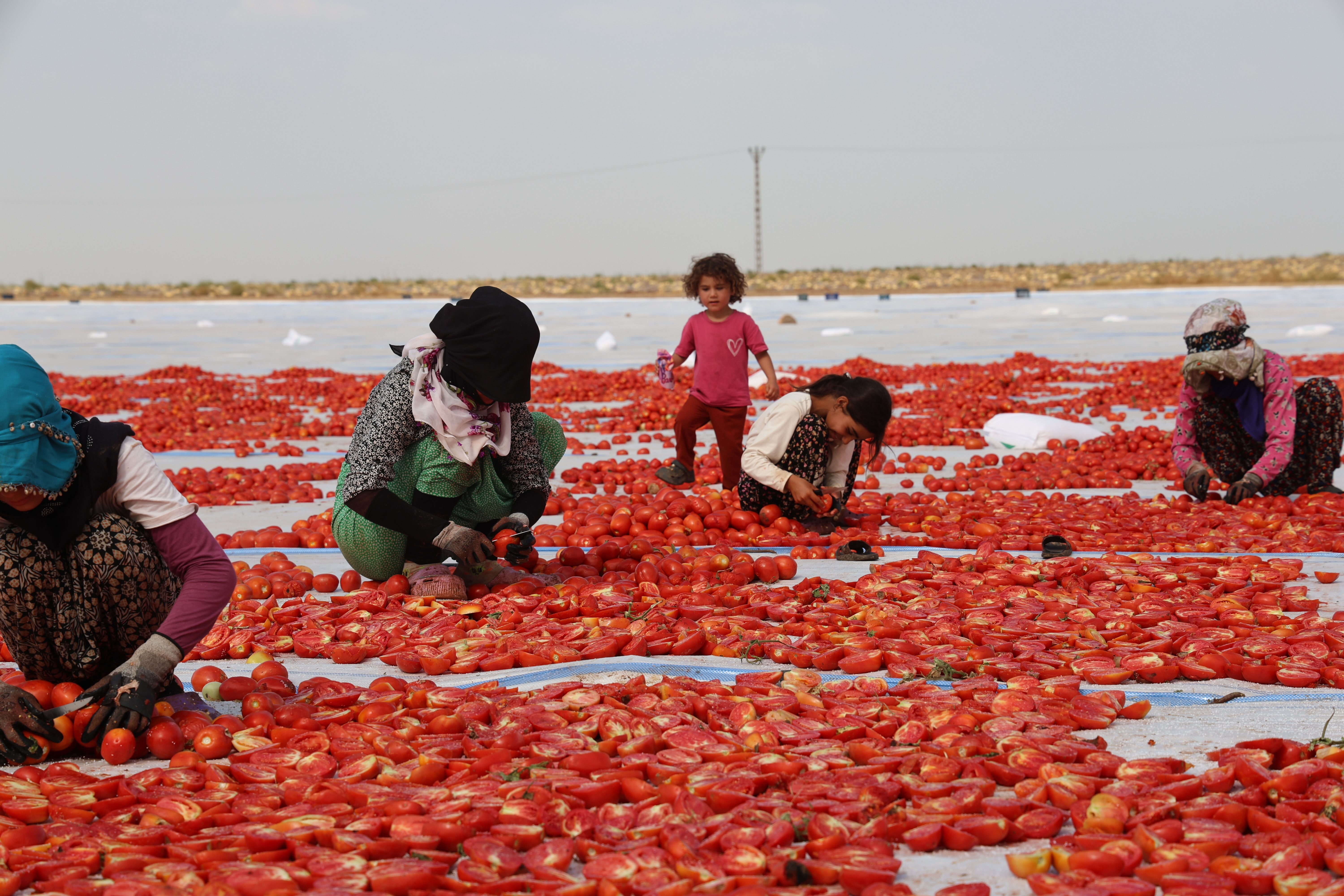 Diyarbakır'da 50 derece sıcaklıkta kurutuluyor! Avrupa'ya ihraç ediliyor Diyarbakır'da 50 derece sıcaklıkta kurutuluyor! Avrupa'ya ihraç ediliyor - 5. Resim