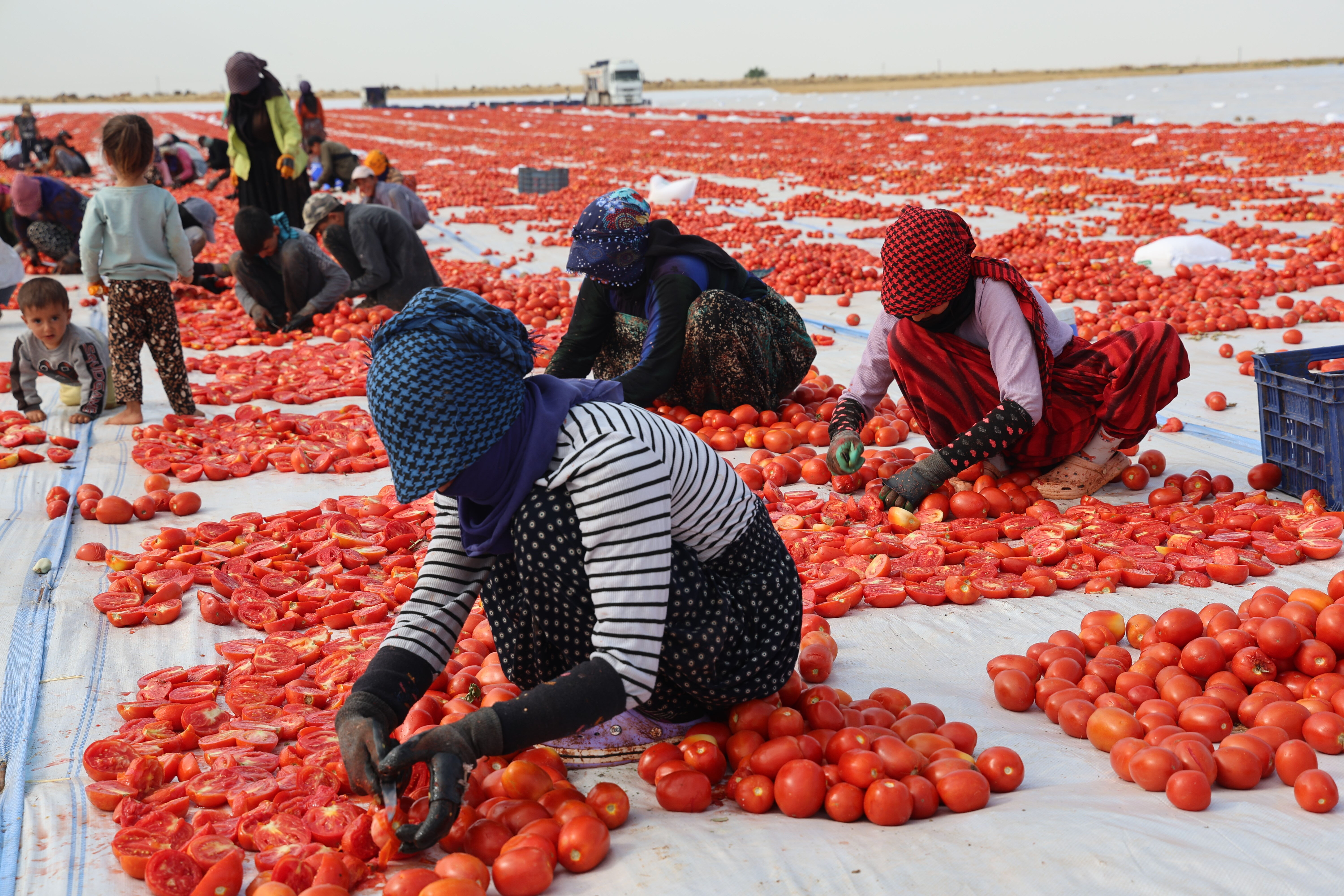 Diyarbakır'da 50 derece sıcaklıkta kurutuluyor! Avrupa'ya ihraç ediliyor Diyarbakır'da 50 derece sıcaklıkta kurutuluyor! Avrupa'ya ihraç ediliyor - 2. Resim