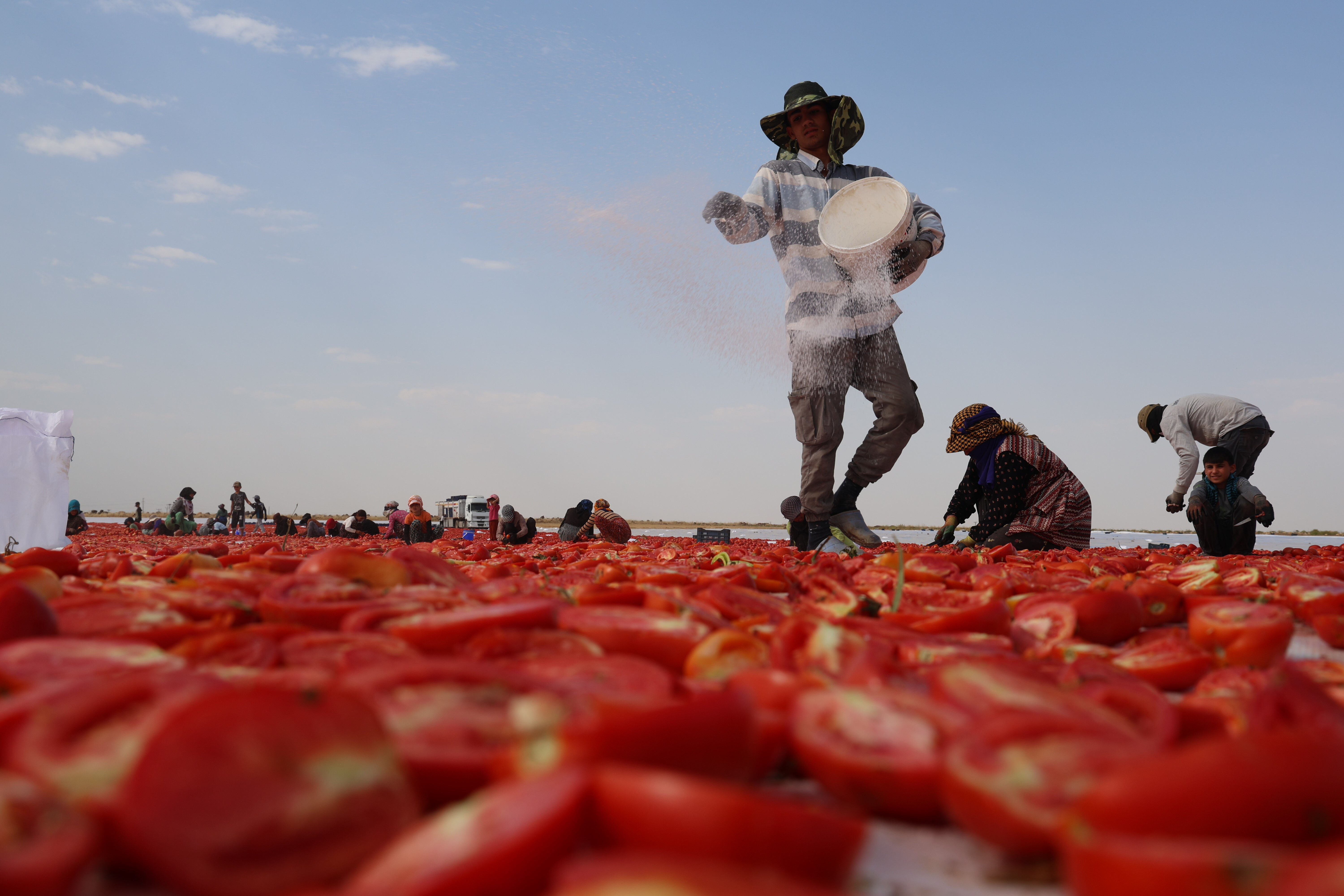 Diyarbakır'da 50 derece sıcaklıkta kurutuluyor! Avrupa'ya ihraç ediliyor Diyarbakır'da 50 derece sıcaklıkta kurutuluyor! Avrupa'ya ihraç ediliyor - 4. Resim
