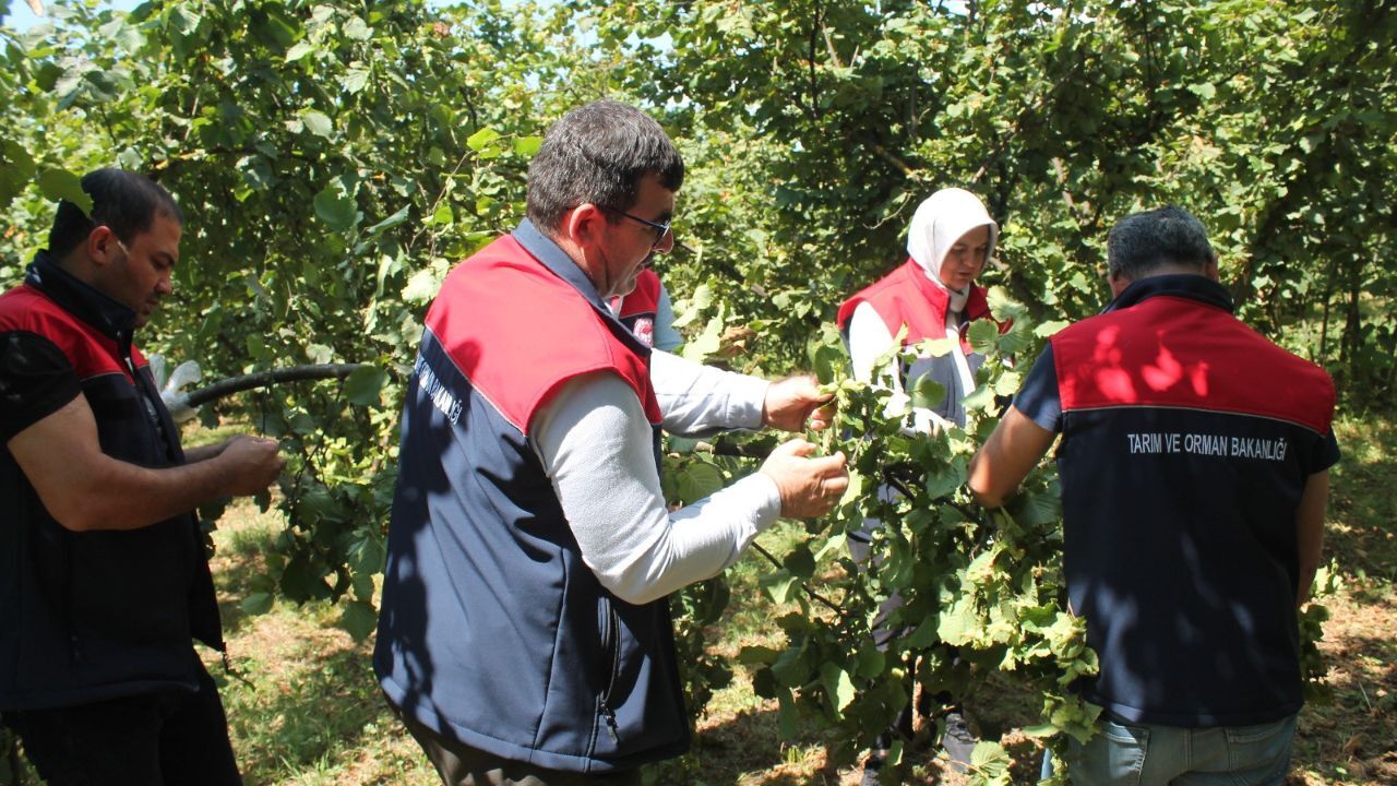Düzce'de fındık hasat tarihi belli oldu Düzce'de fındık hasat tarihi belli oldu