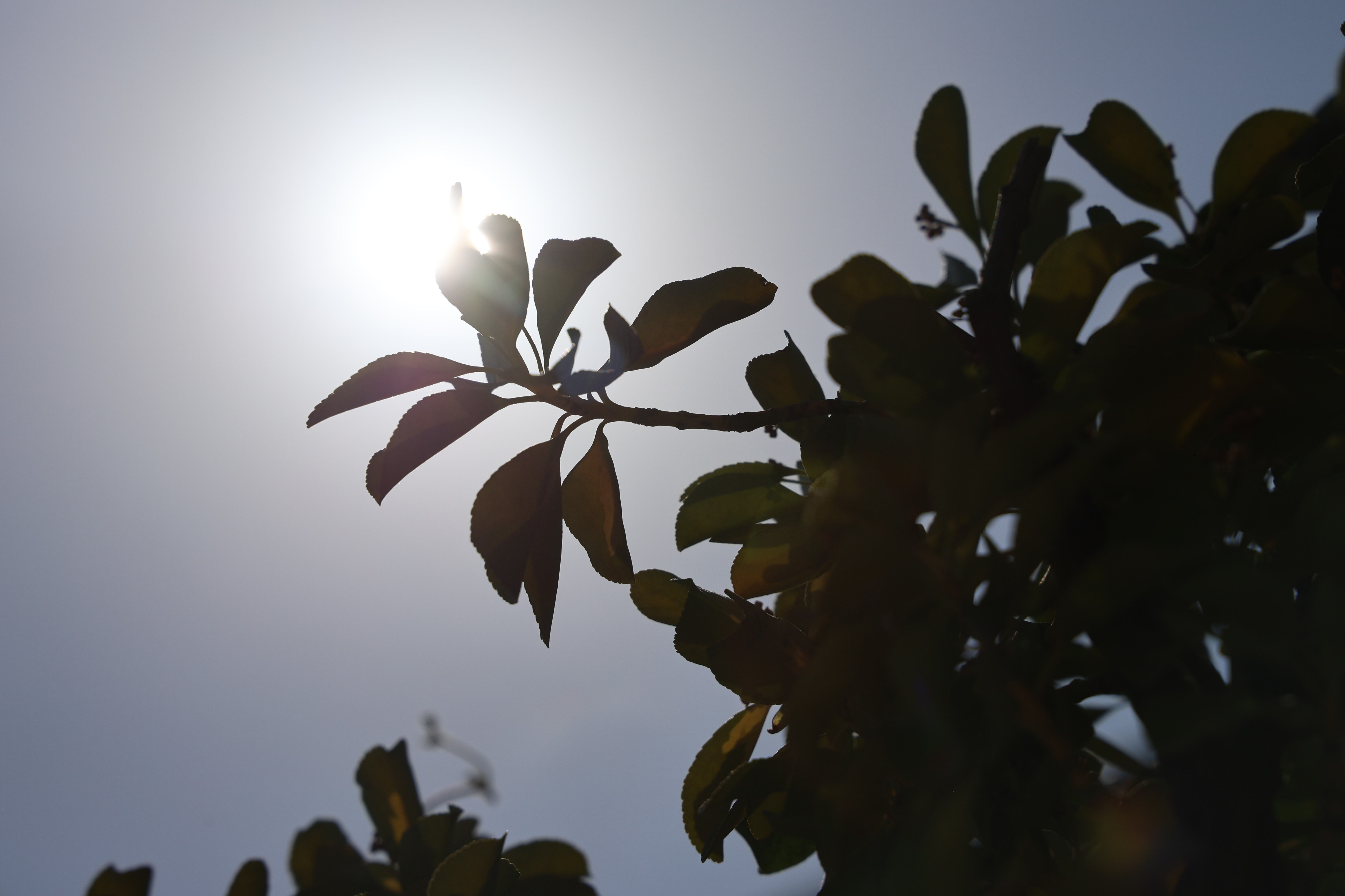 Elazığ'da termometreler çıldırdı! Görenler inanamadı: Rekor sıcaklık panik oluşturdu - 1. Resim