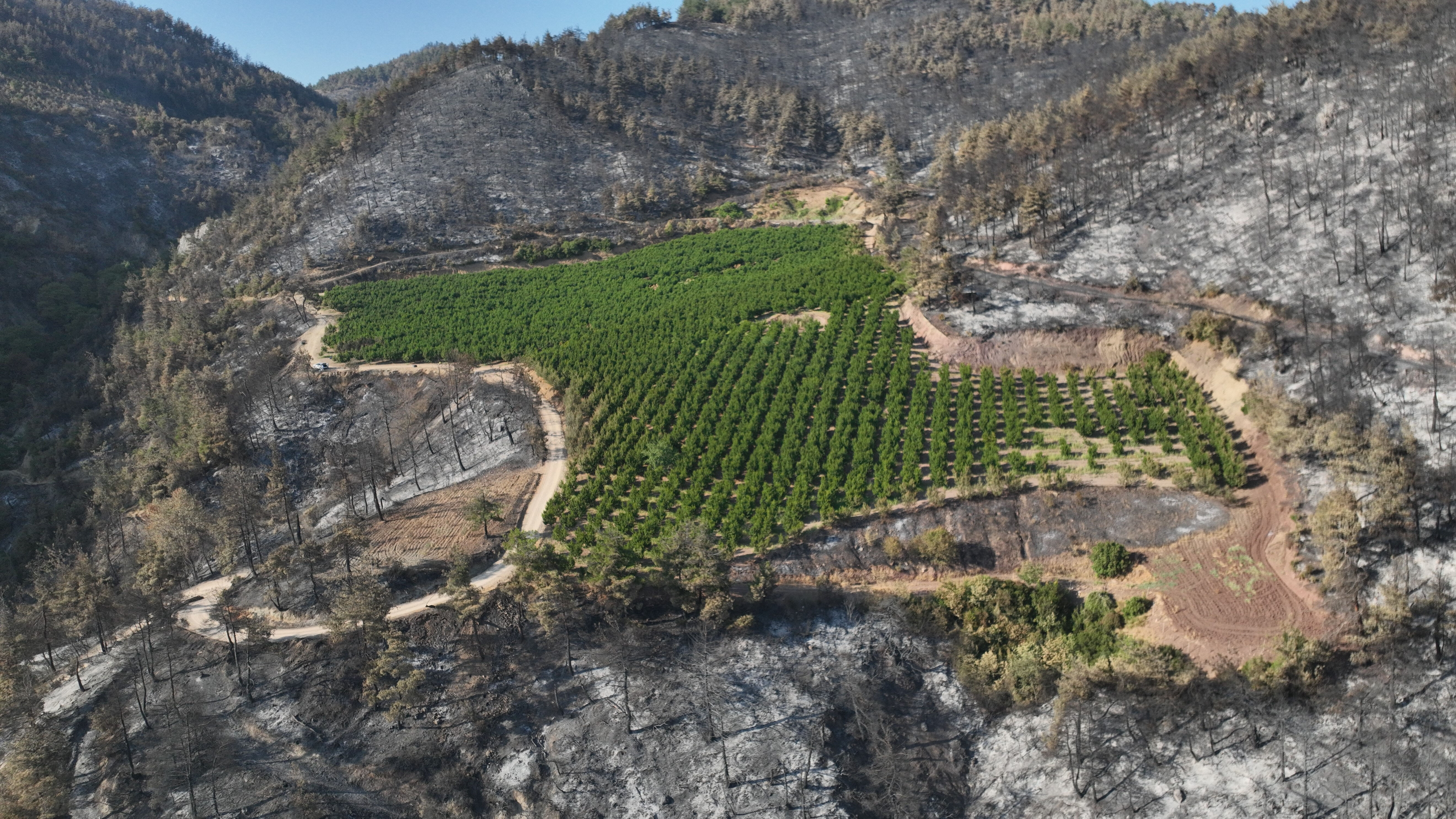 Gürsu'da her yer yandı sadece o tarla alevlere teslim olmadı! Sebebi ortaya çıktı: Meğer... Gürsu'da her yer yandı sadece o tarla alevlere teslim olmadı! Sebebi ortaya çıktı: Meğer... - 1. Resim