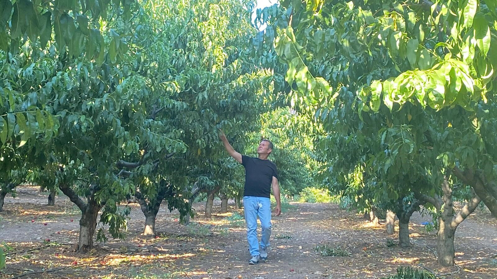 Gürsu'da her yer yandı sadece o tarla alevlere teslim olmadı! Sebebi ortaya çıktı: Meğer... Gürsu'da her yer yandı sadece o tarla alevlere teslim olmadı! Sebebi ortaya çıktı: Meğer... - 2. Resim