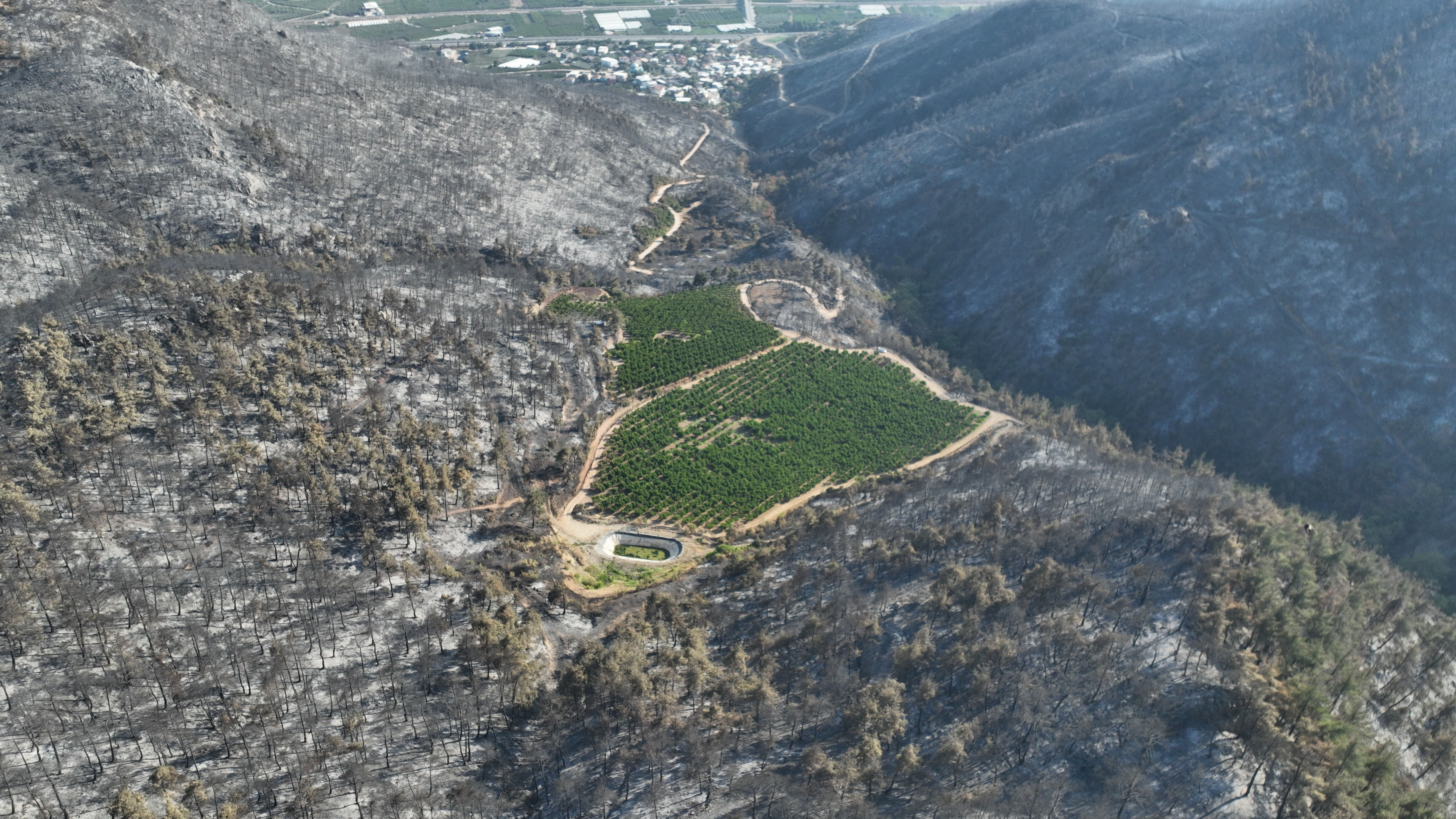 Gürsu'da her yer yandı sadece o tarla alevlere teslim olmadı! Sebebi ortaya çıktı: Meğer... Gürsu'da her yer yandı sadece o tarla alevlere teslim olmadı! Sebebi ortaya çıktı: Meğer... - 3. Resim