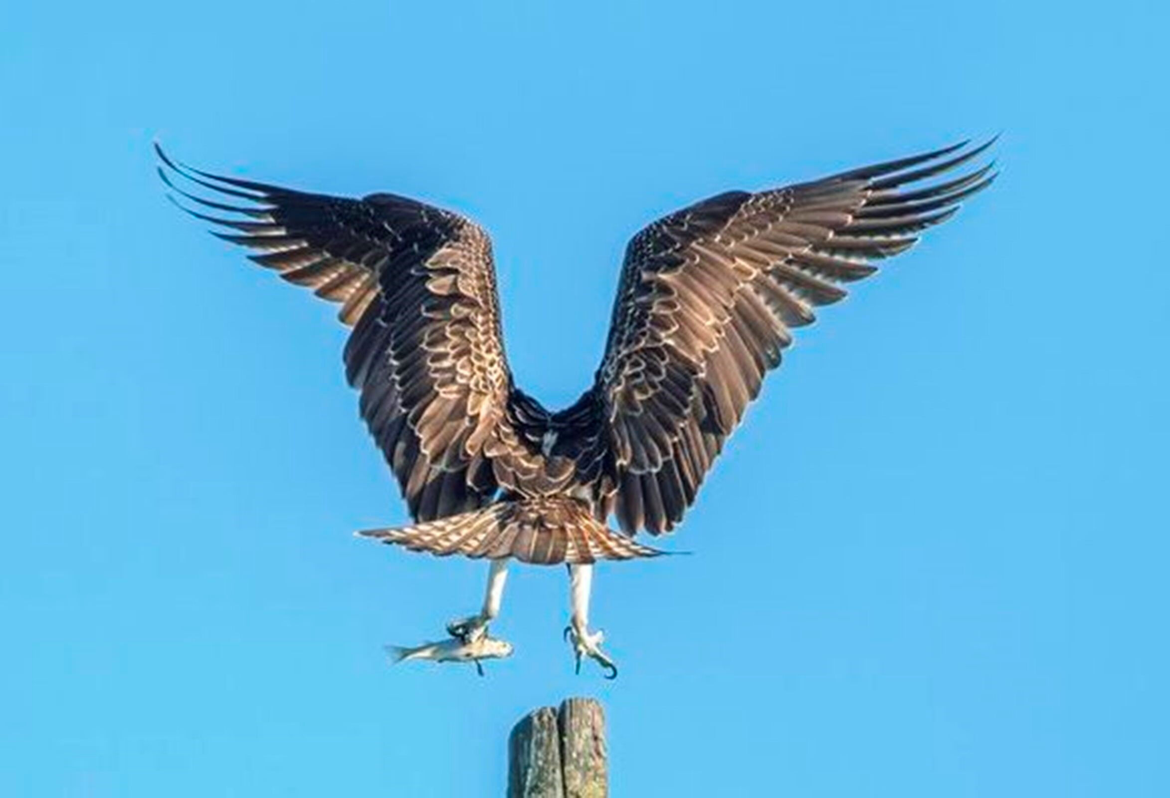 Kamuflajlı savcı saatlerce bekleyip fotoğraflıyor: Tetiğe değil, deklanşöre bas! - 5. Resim
